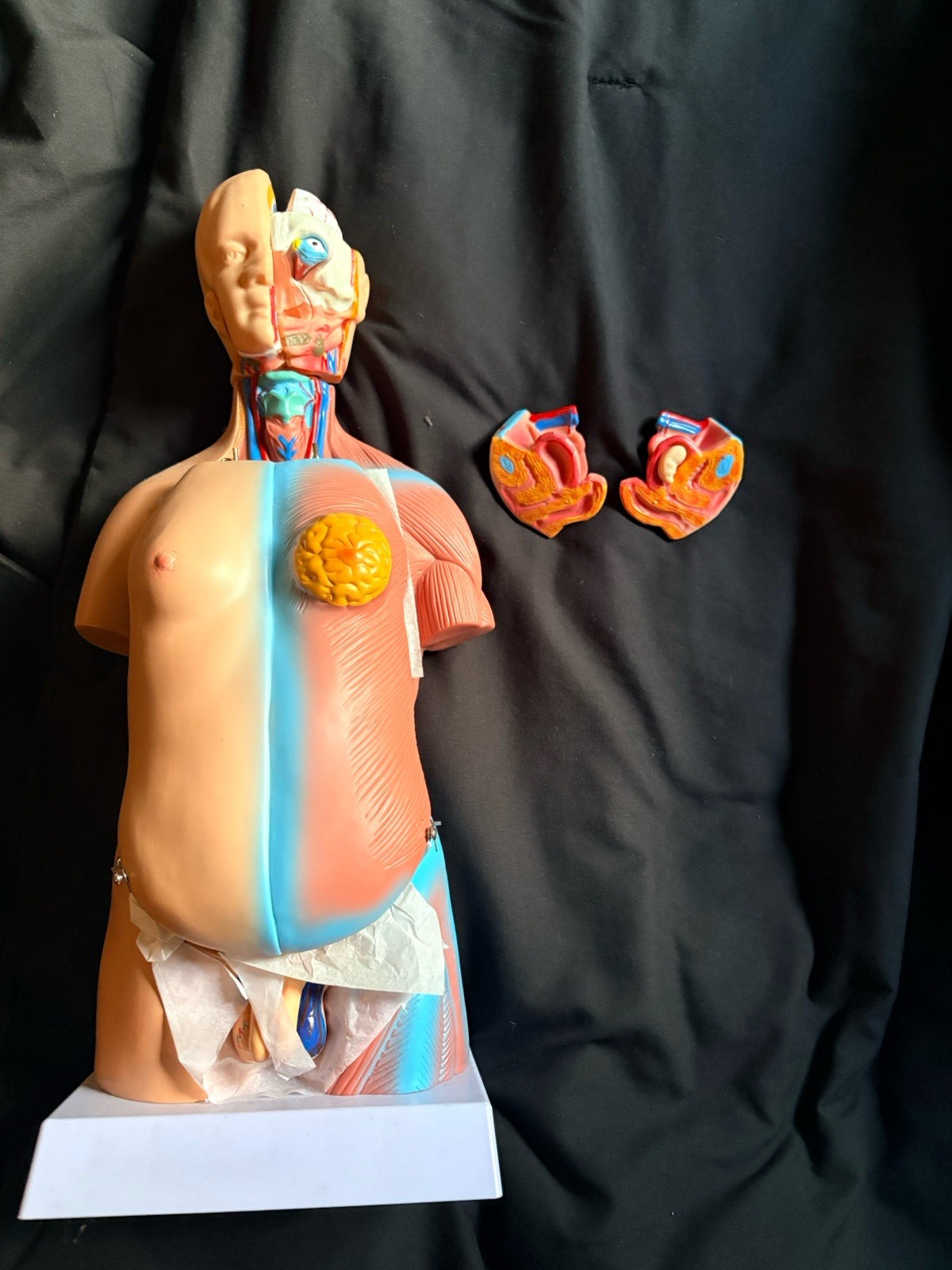 NURSING STUDENTS!!!!!Human Torso Anatomical Model with Removable Organs