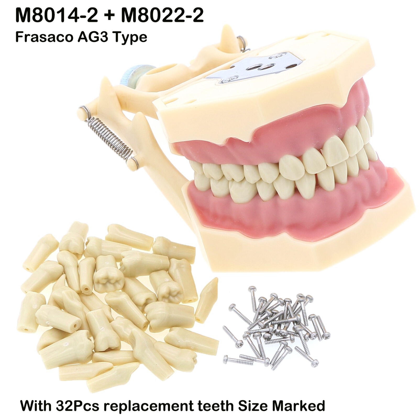 Dental Typodont Teeth Model Ortho Implant Pathological Perio Practice Demo Model