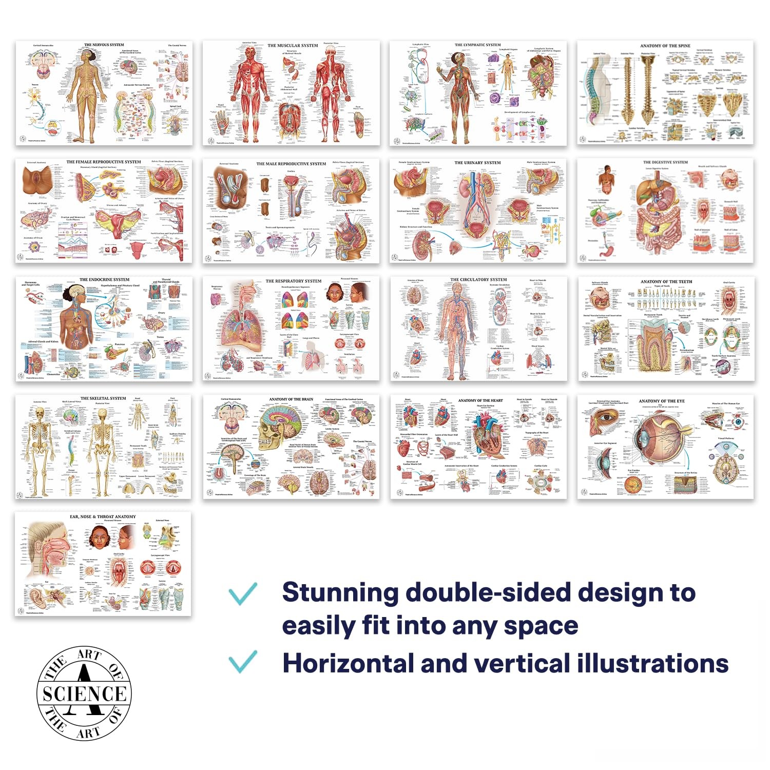 17 Human Anatomy Posters for Walls 18×30 – Medical Posters – Anatomy Charts