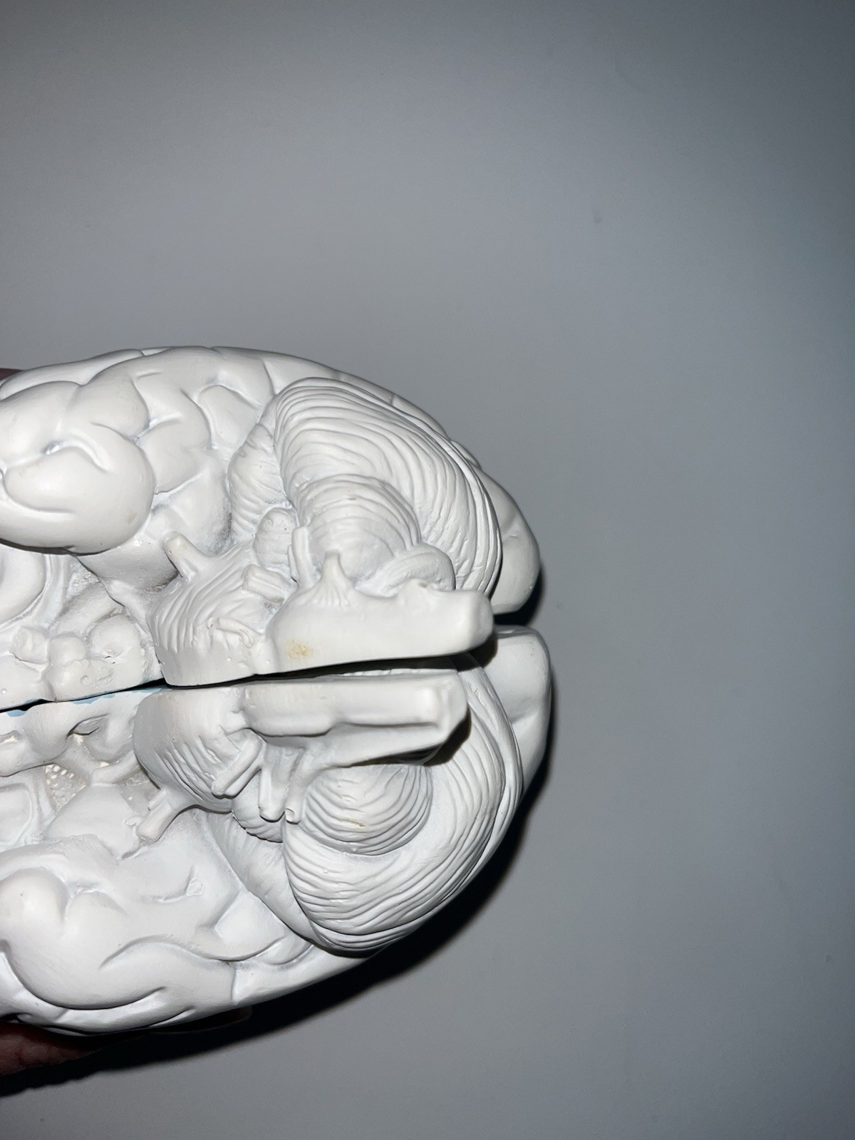 Scientific Model Human Brain 2-part, Display, Paint Your Way, Classroom, Study