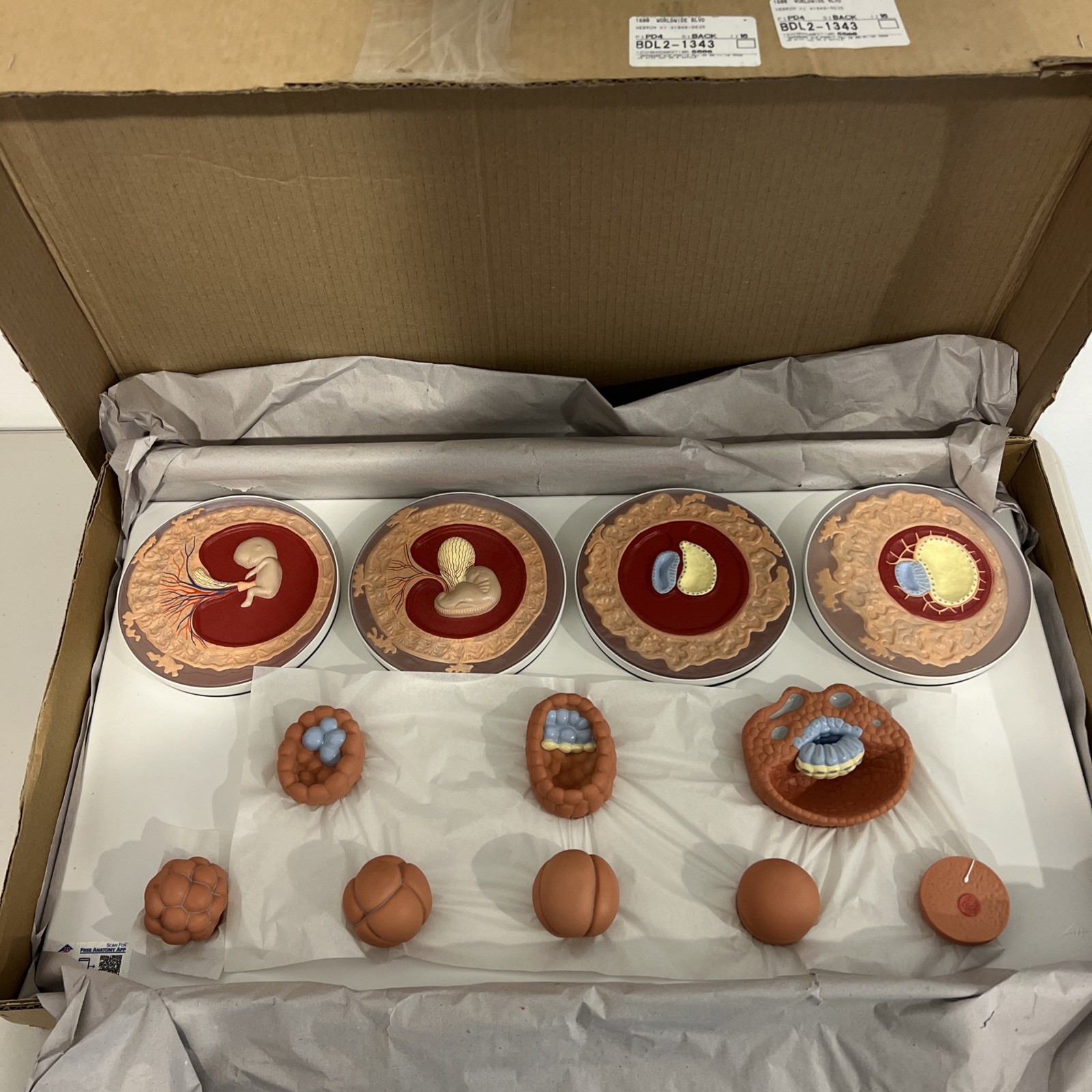 3B Scientific 1001257 Embryonic Development Model in 12 Stages Anatomical Model