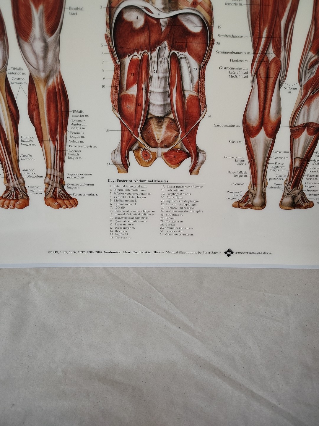 Muscular System Human Wall Chart 20″ x 26″ Classroom/Professional LSA