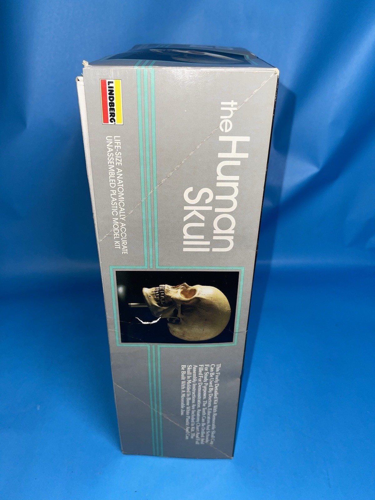 Lindberg The Human Skull Life Size Anatomical Model Kit Movable Jaw Complete VTG