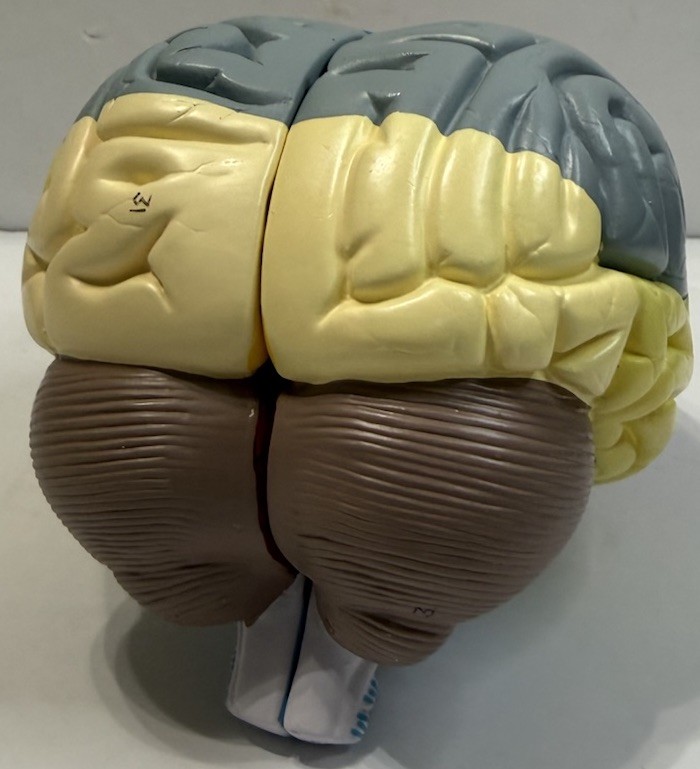 Human Brain Anatomical Model Life-Size, Color-Coded Partitioned Brain