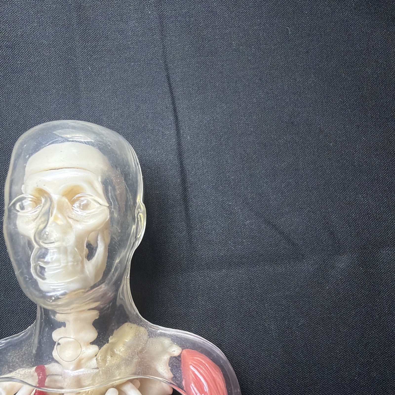 Vintage Human Body Model Anatomy Heart Brain Skeleton Muscles Lungs Student 13″