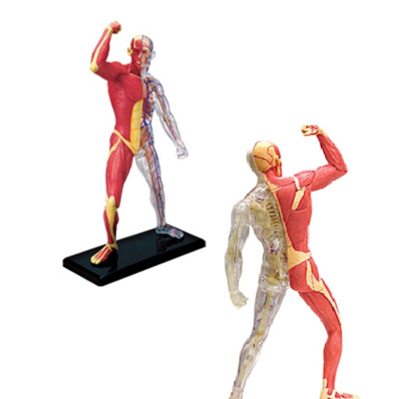 Human Muscle Anatomy Model Body Medical Science Model for Education Teaching