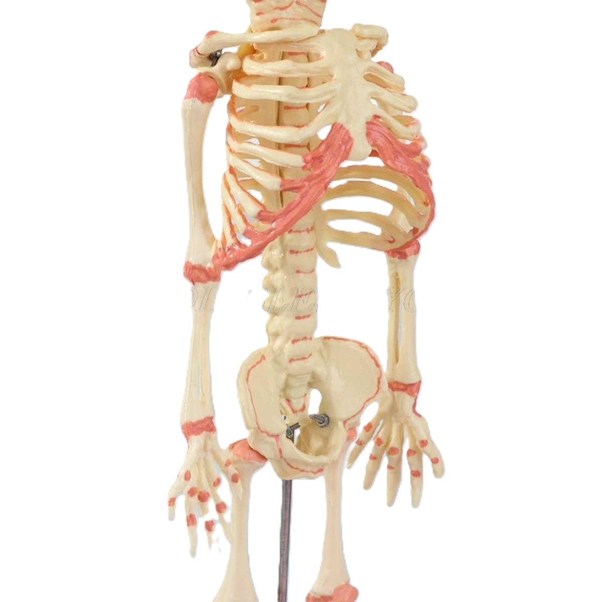 Creepy FETAL HUMAN BABY SKELETON REPLICA w/STAND-Jaw Opens-Halloween Horror Prop