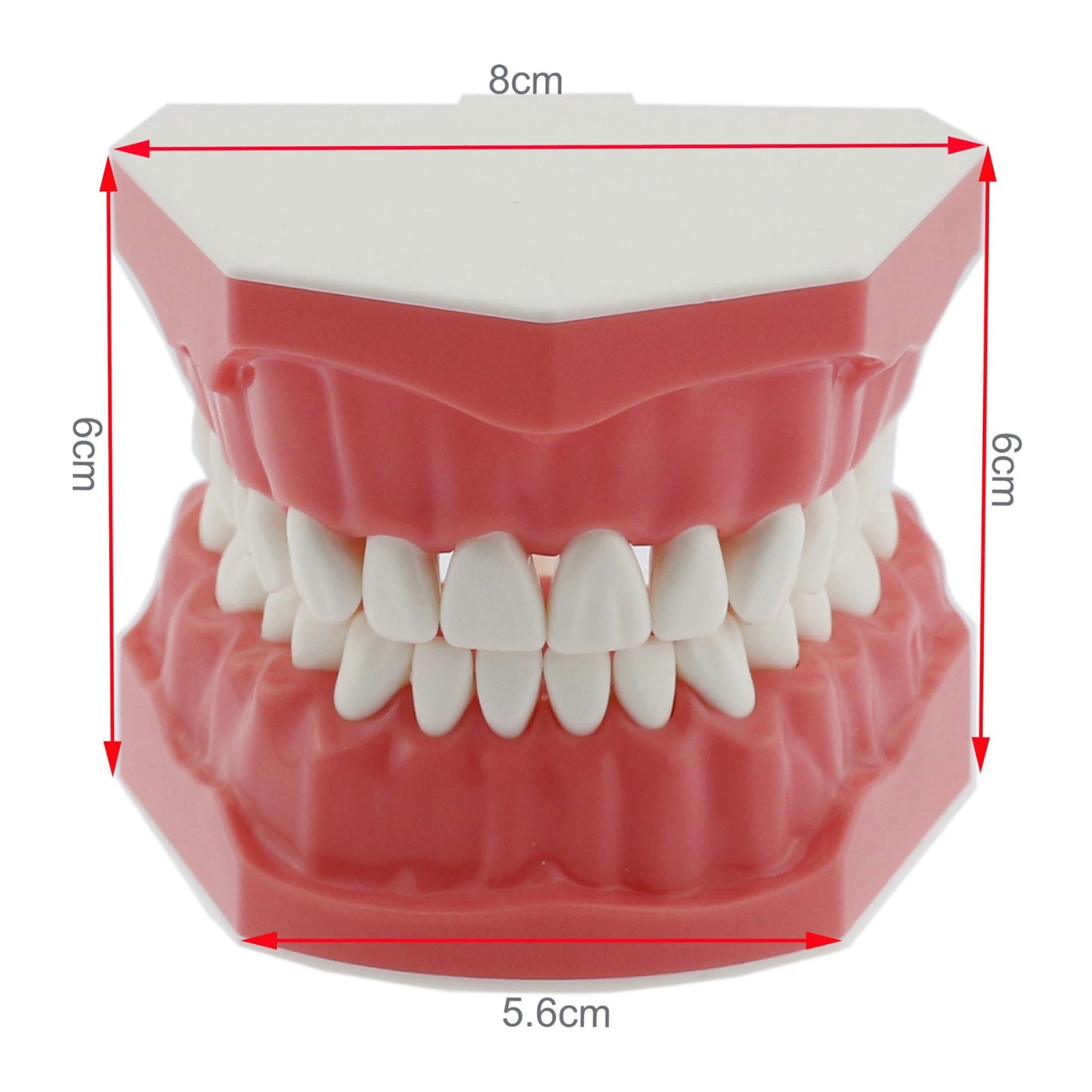 Dental Typodont Orthodontic Teeth Model with Metal Braces for Brushing Practice
