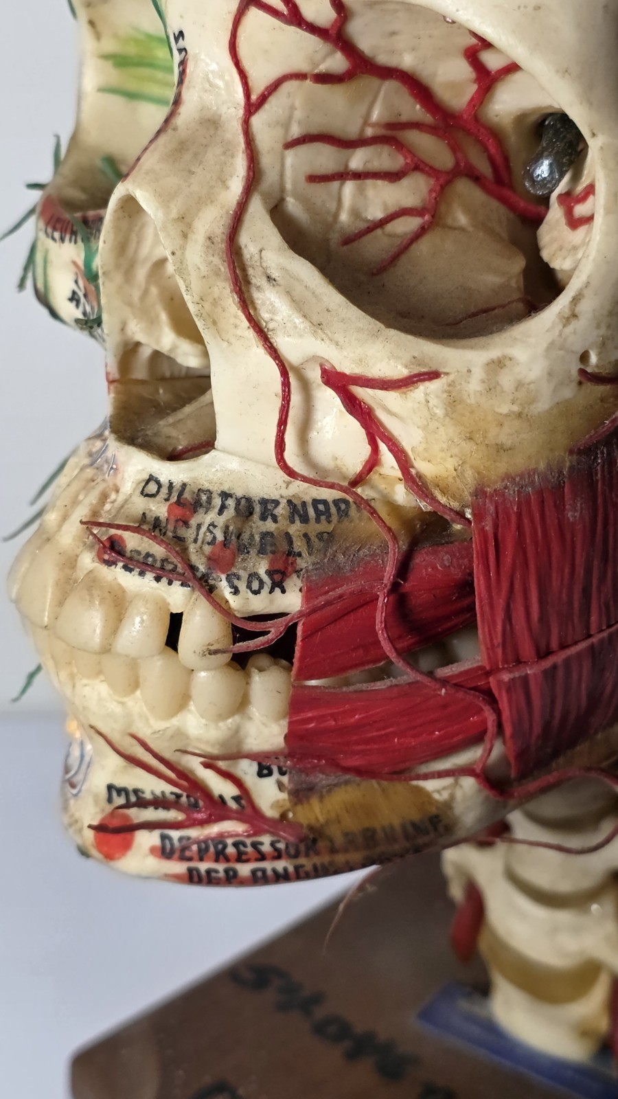 Antique Medical Plastic Lab Anatomical Science Human Skull Model Spring Mandible