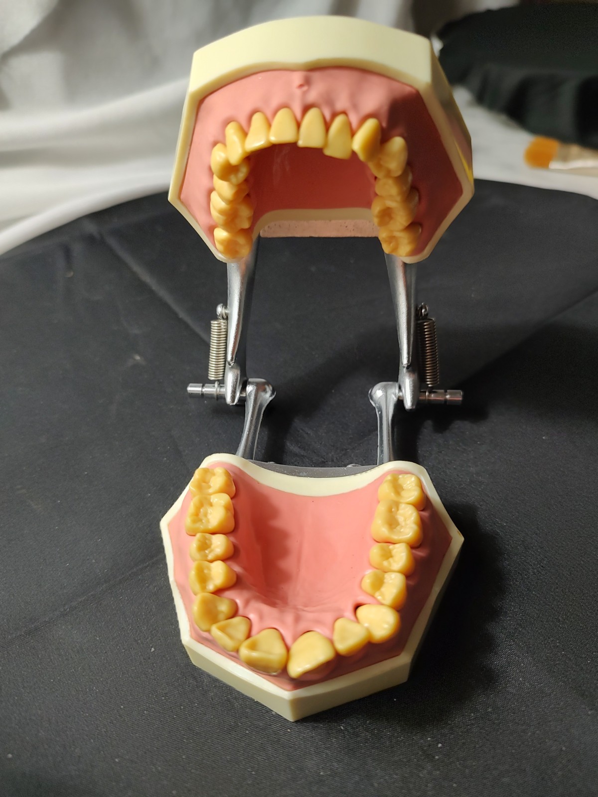 Halloween Scream Creepy Decor – Unitek Dental Teeth Model