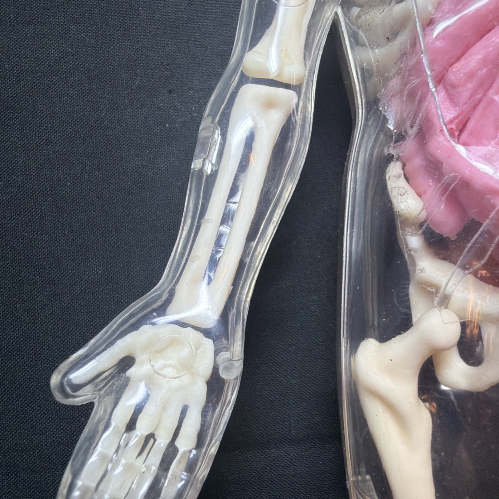 Vintage Human Body Model Anatomy Heart Brain Skeleton Muscles Lungs Student 13″
