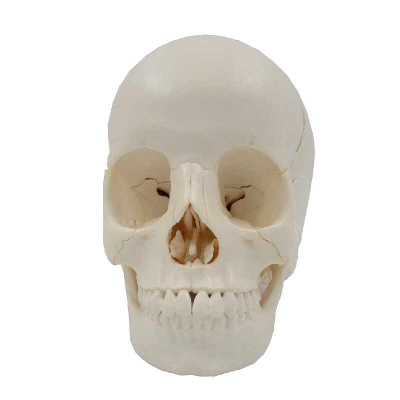 1:1 Medical Science Didactic 22 Parts Adult Humans Skull Model+8 Part Soft Brain