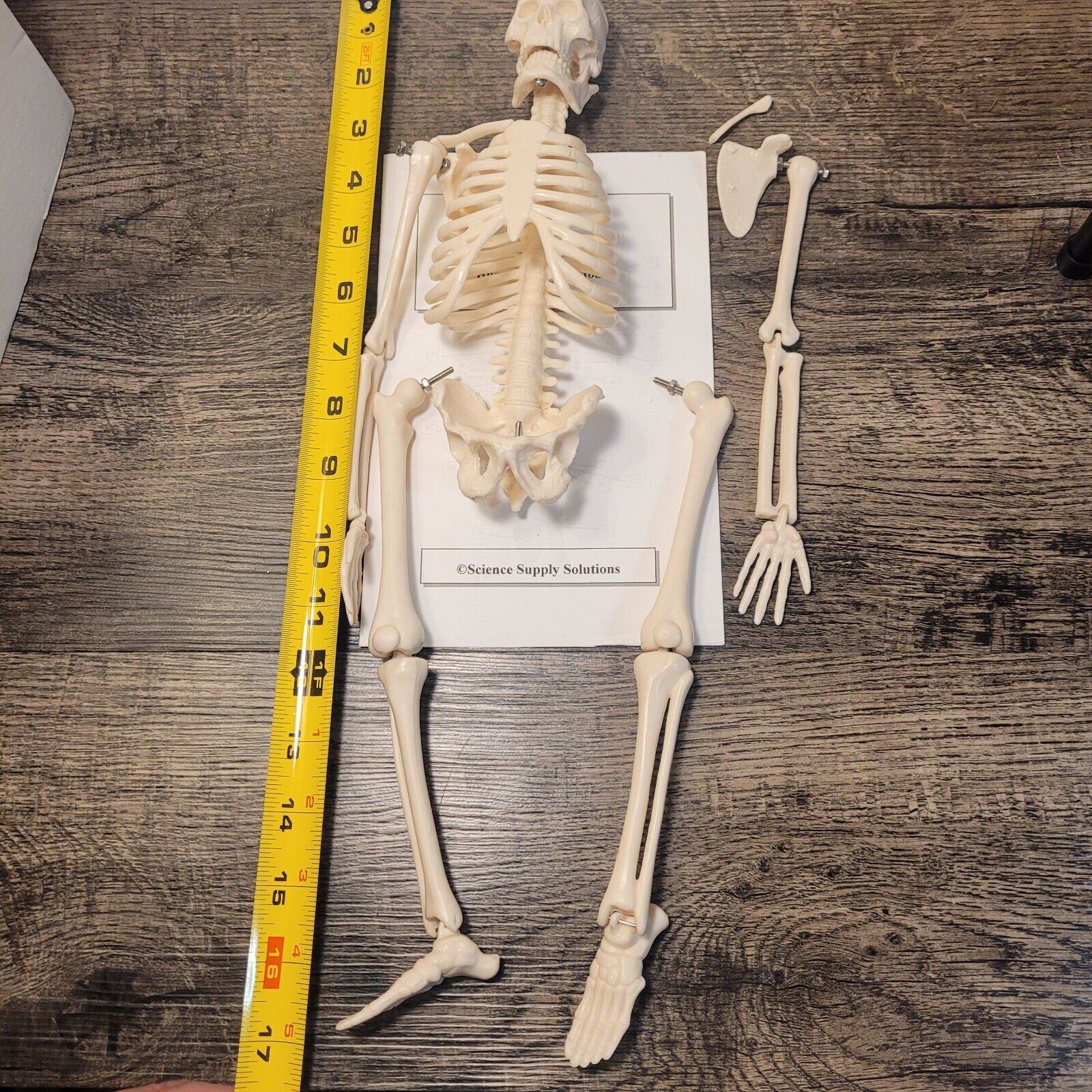 17″Human Skeleton HALLOWEEN Anatomy Model Science Classroom Skeleton Model Tool