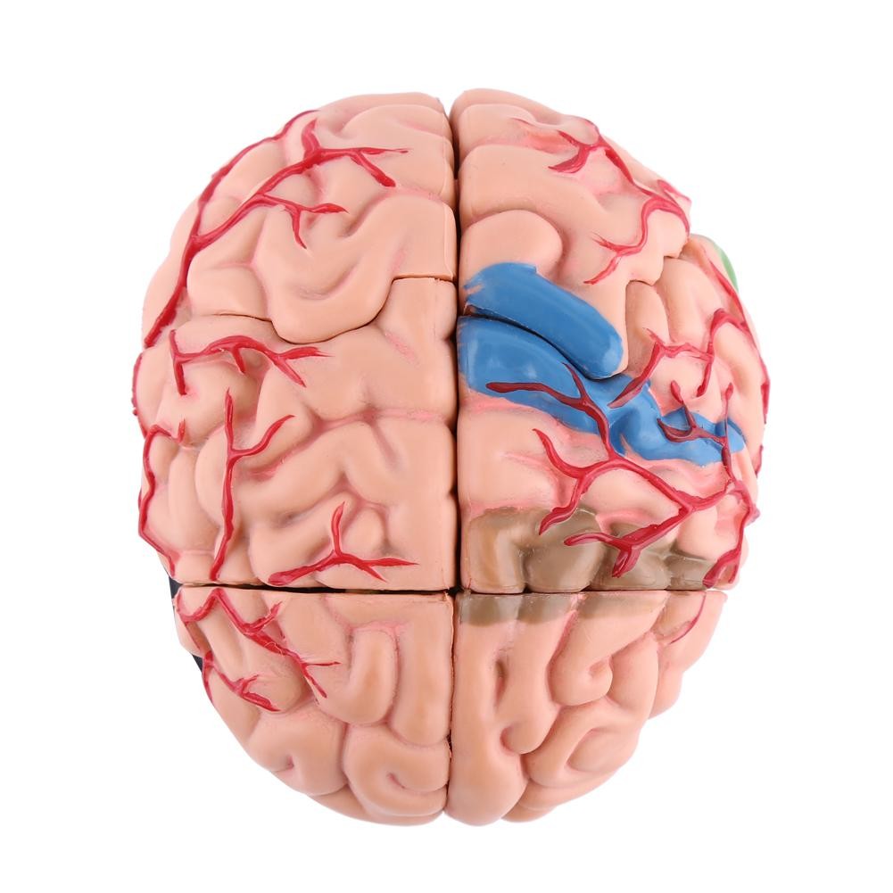 Anatomical Brain Model High Quality Assembling Tool Training Premium