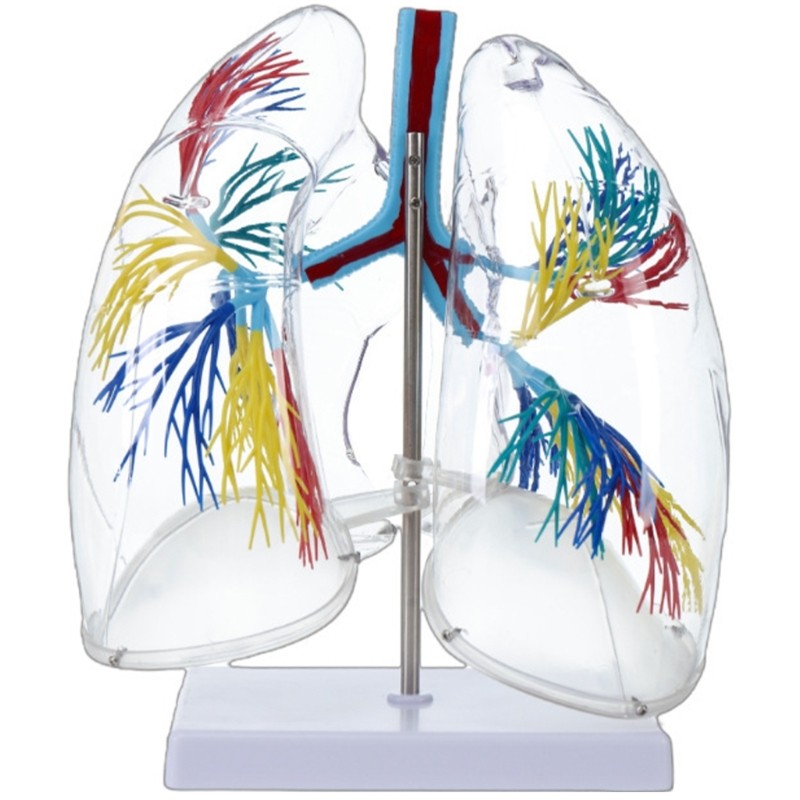 Life Size Anatomical Lung Respiratory System Model Education Tool for Teaching