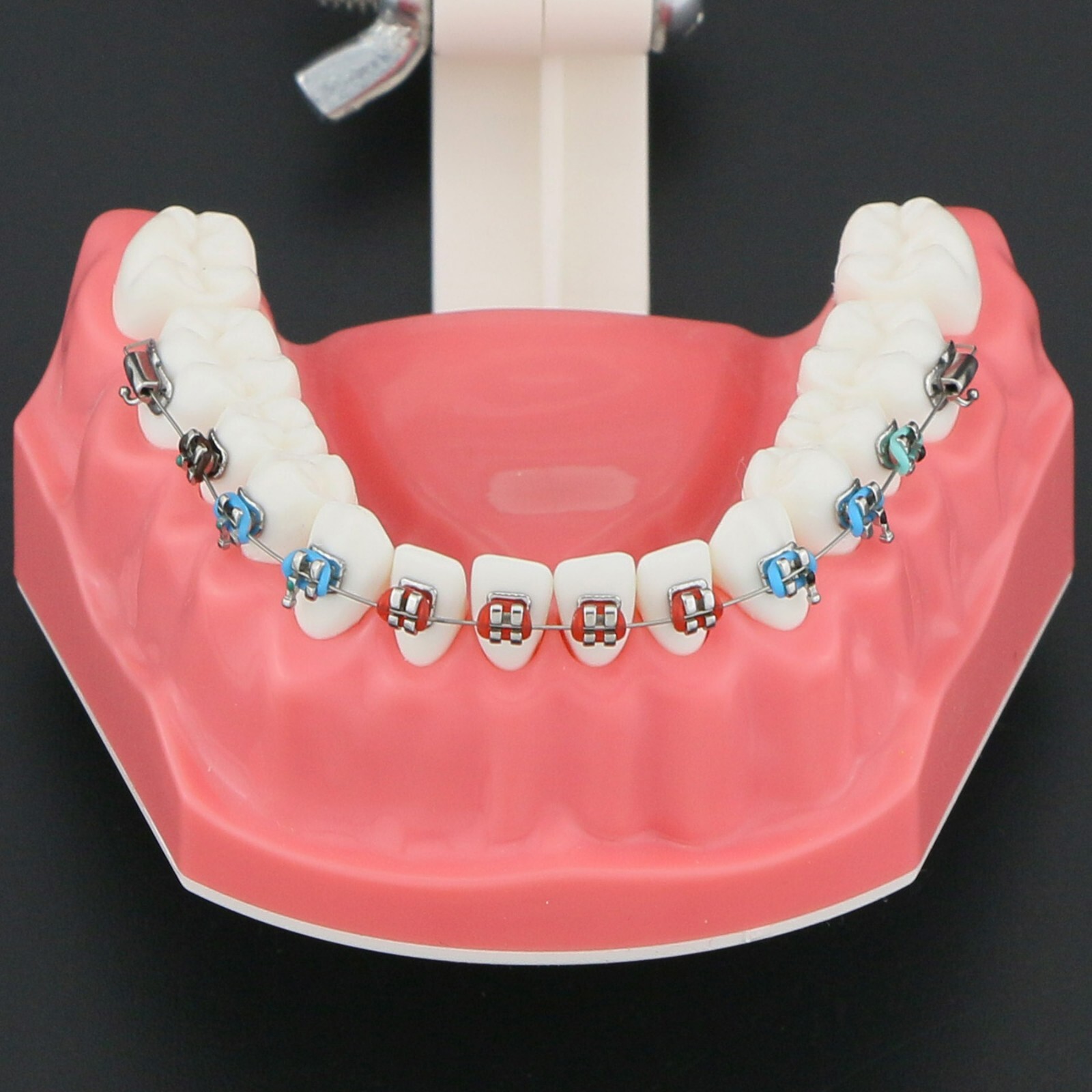 US Dental Typodont Teeth Model with Orthodontic Brackets Brushing
