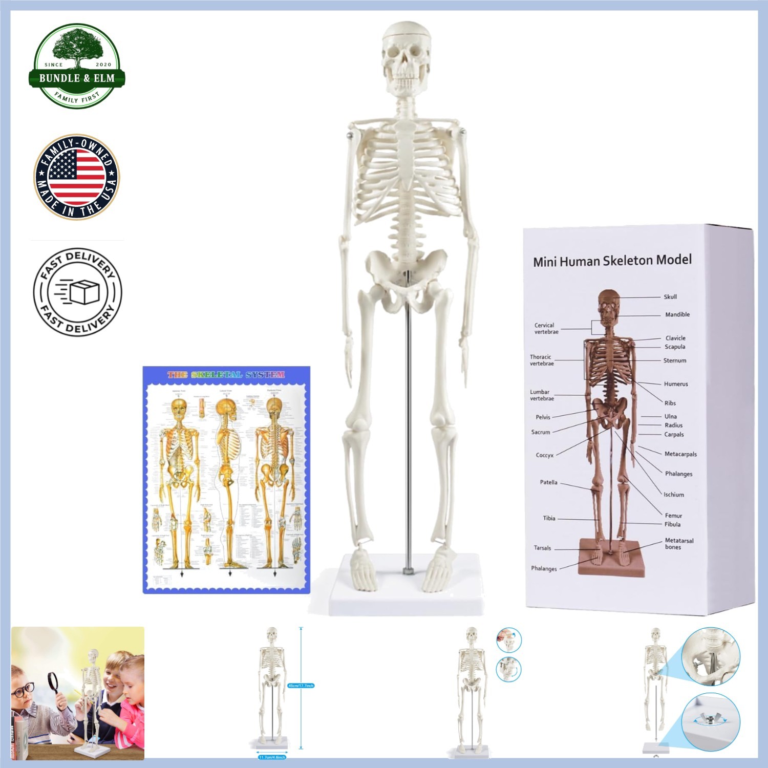 Educational 17 Inch Skeleton Model with Articulated Arms and Legs for Classrooms