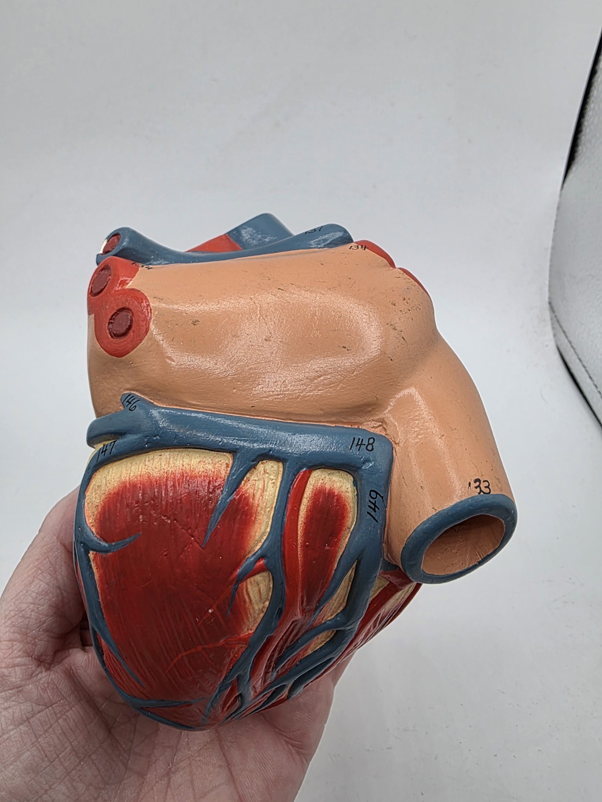 Vintage Human Heart Anatomical Anatomy Model Separated 2 Parts Medical Science