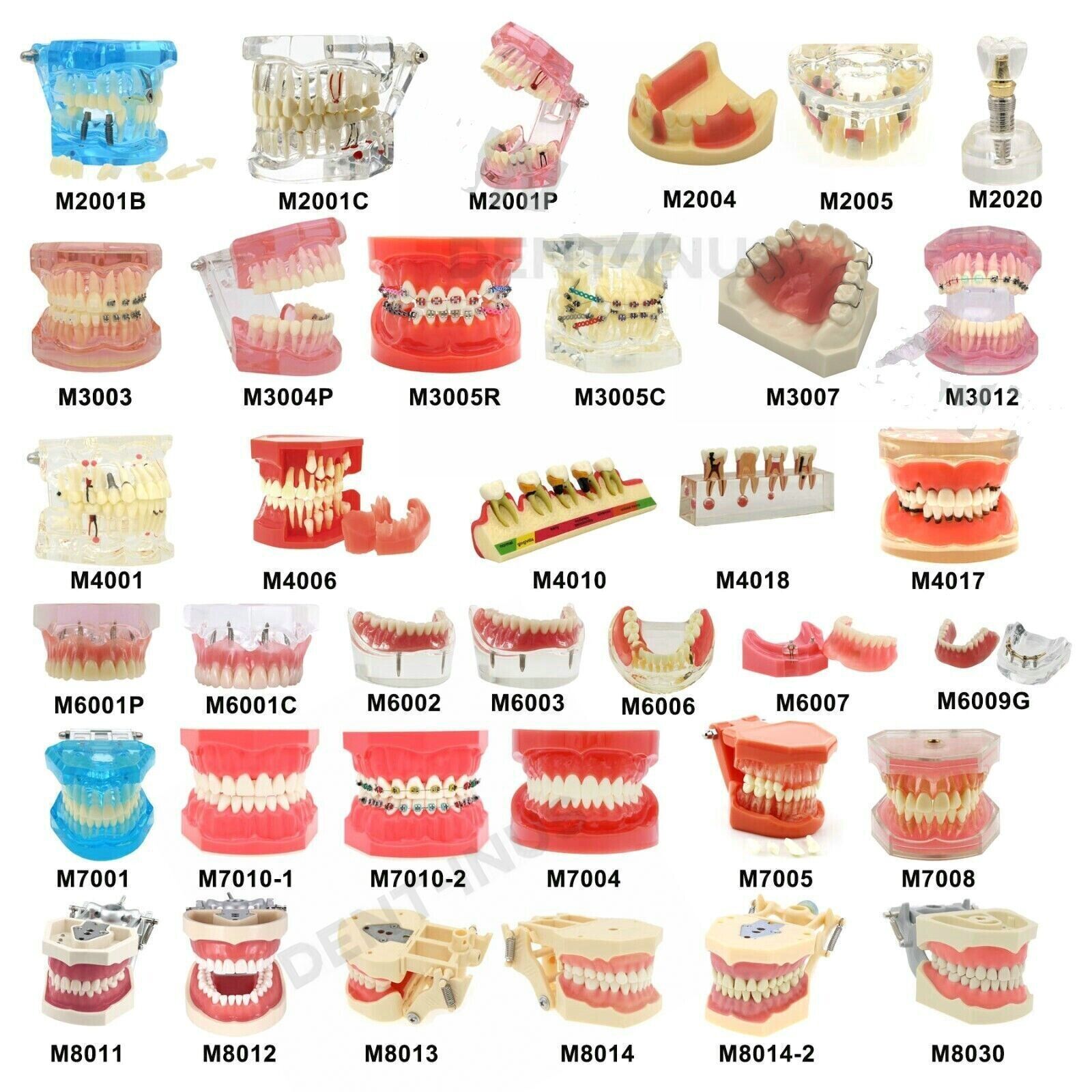 Dental Typodont Teeth Model Ortho Implant Pathological Perio Practice Demo Model