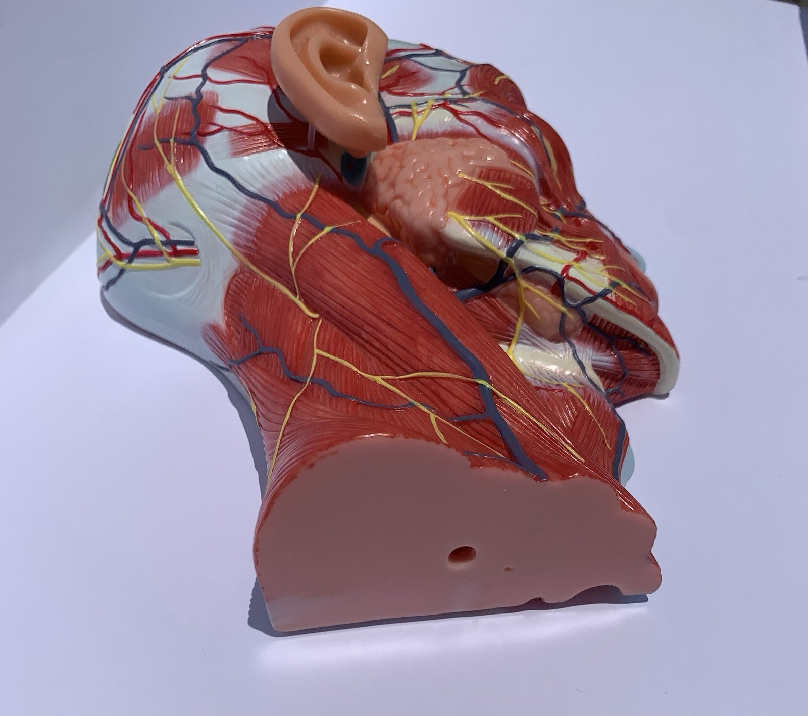 Human Half Head Anatomy Model Life Size Neurovascular Medical Teaching Aid