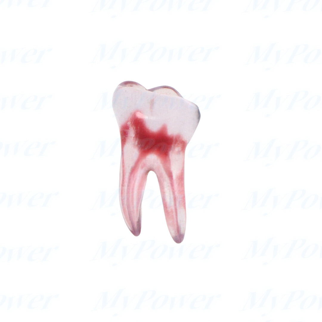 Dental Training 3D RCT Endo Tooth Model Practice Model Curved Root Resin Teeth
