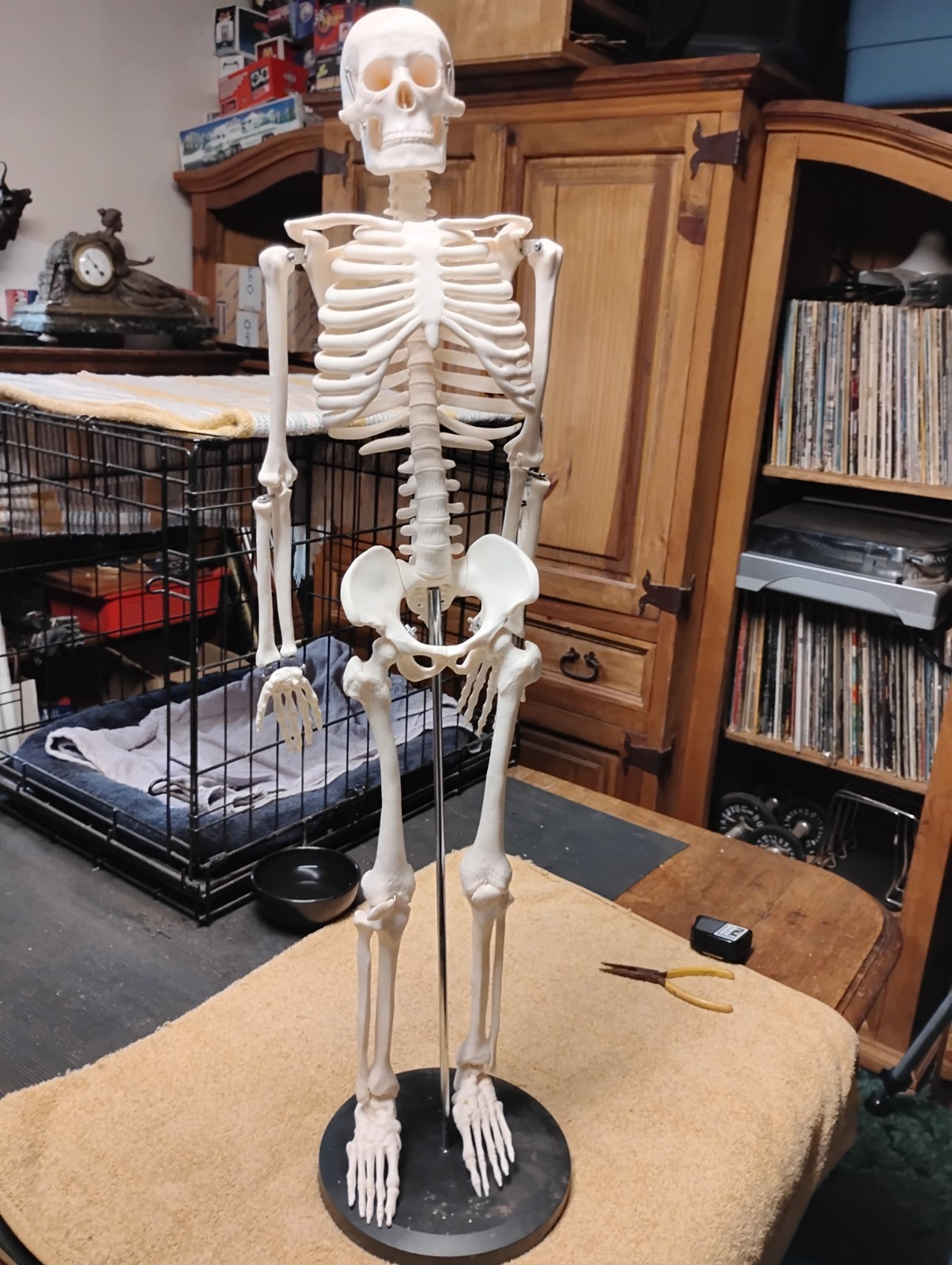 Medical Skeleton Model 33″ tall. Used in Good Condition.