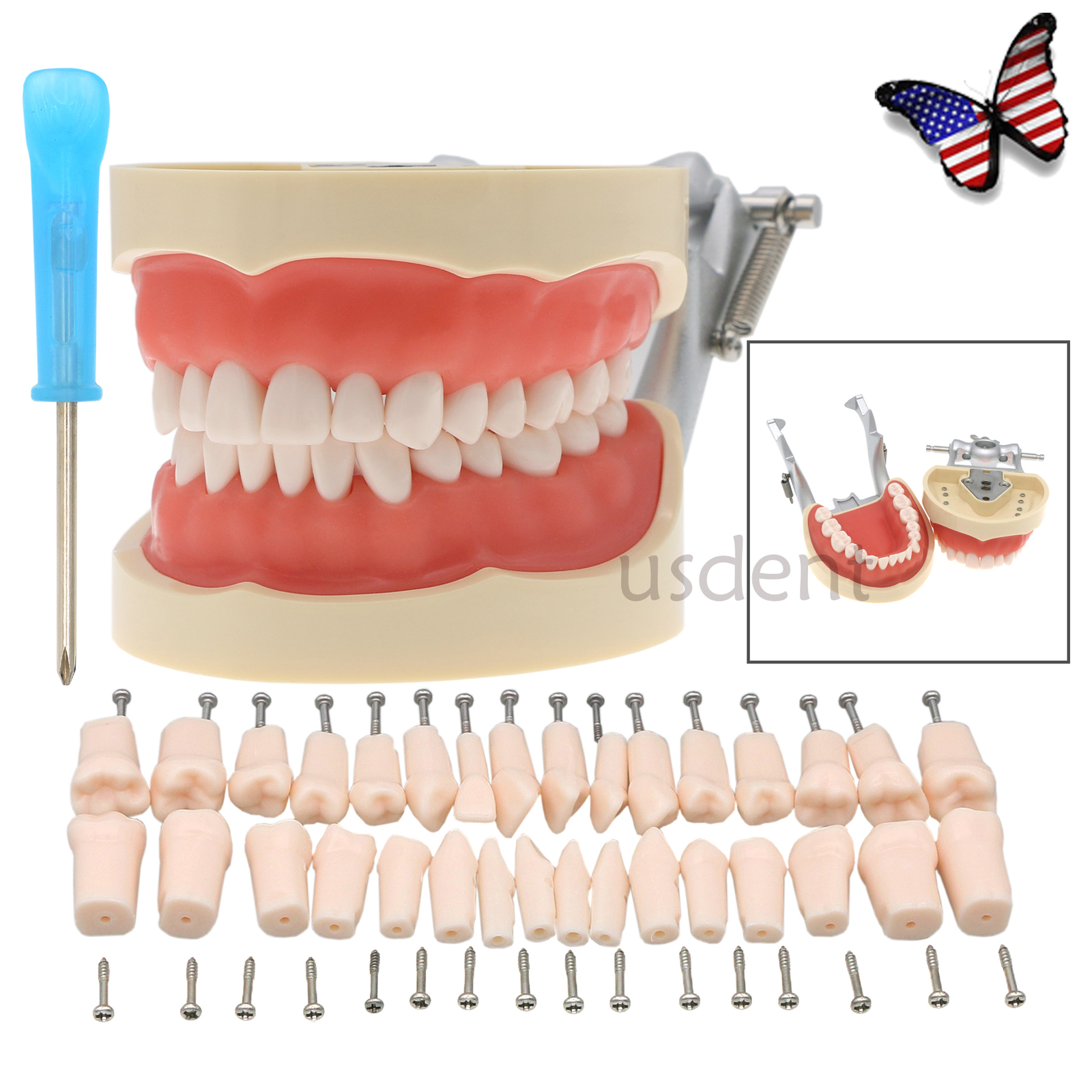 Kilgore Nissin 200 Type Dental 32pc Typodont Model Removable Teeth Mounting Pole