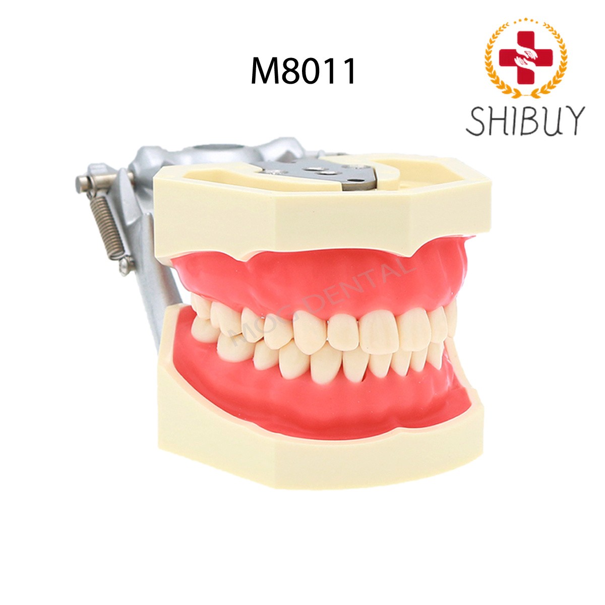 1pc Dental with Removable Dental Model Anatomical Models