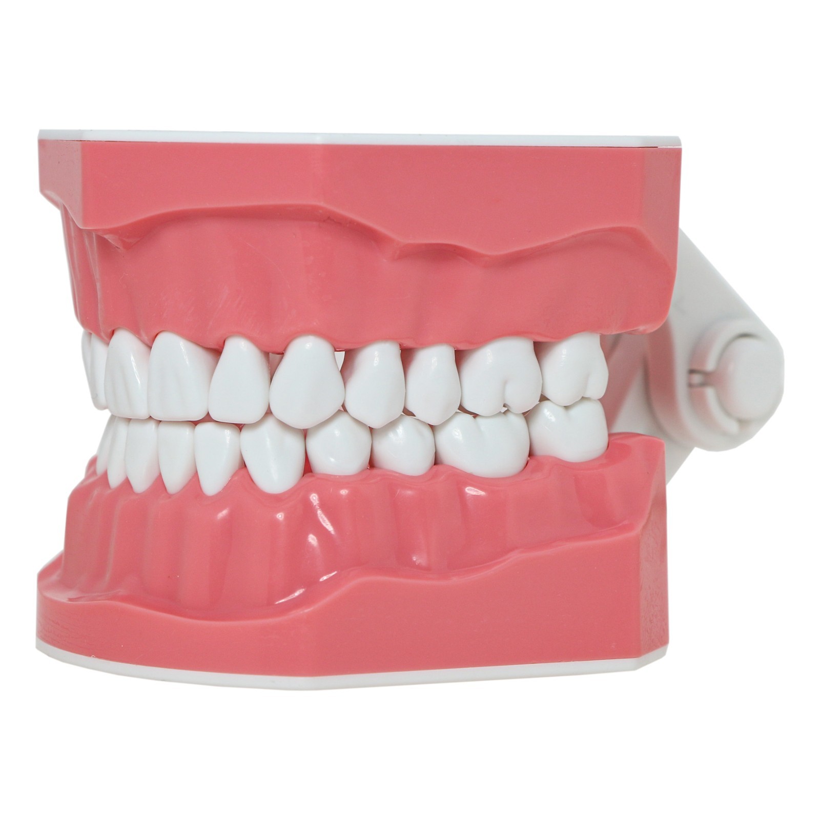 Dental Teeth Model Orthodontic Metal Bracket Tube Teach Typodont Demonstration