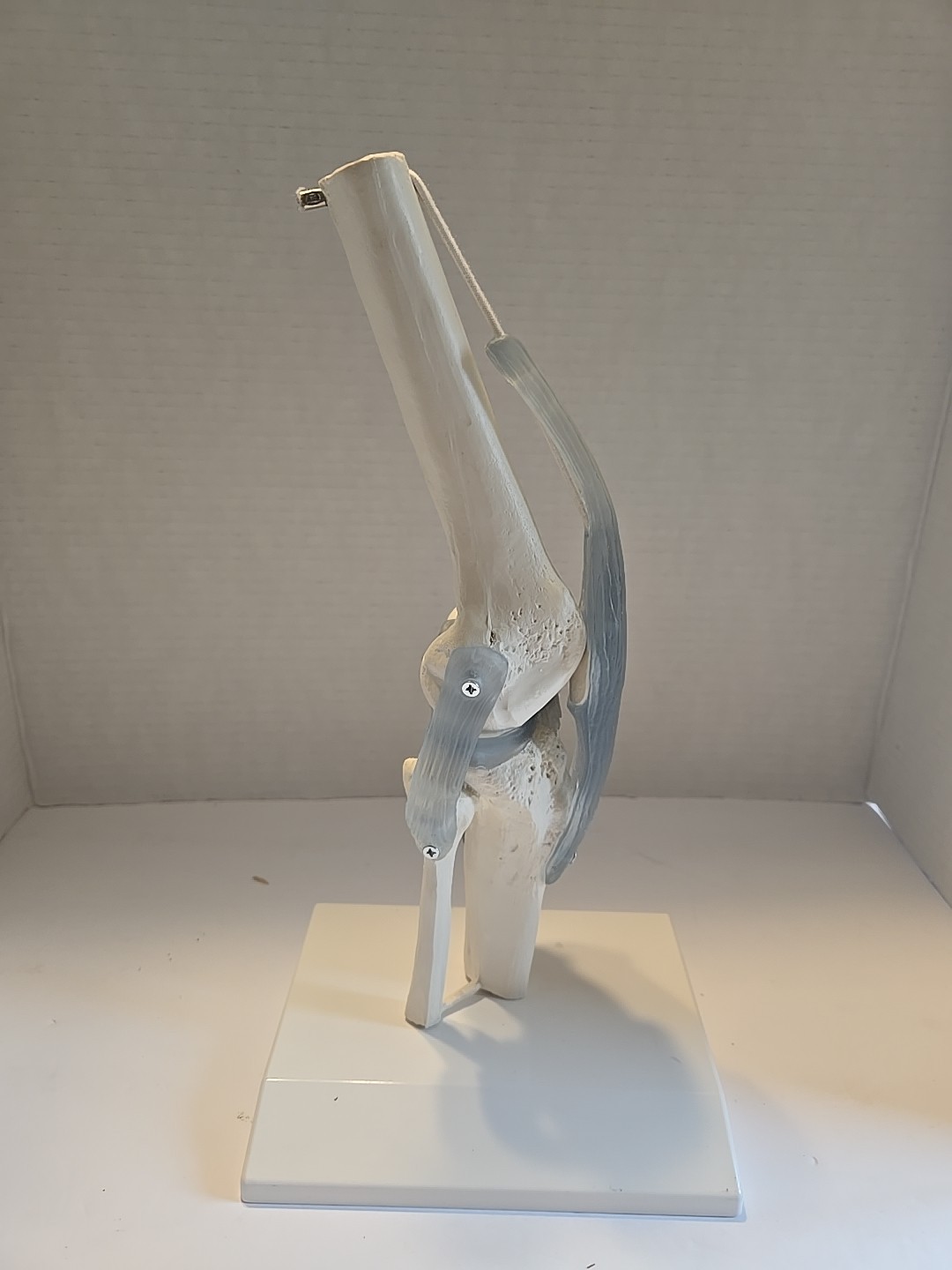1:1 Life Size Knee Joint Anatomy Models Medical Anatomy Science Humans Skeleton