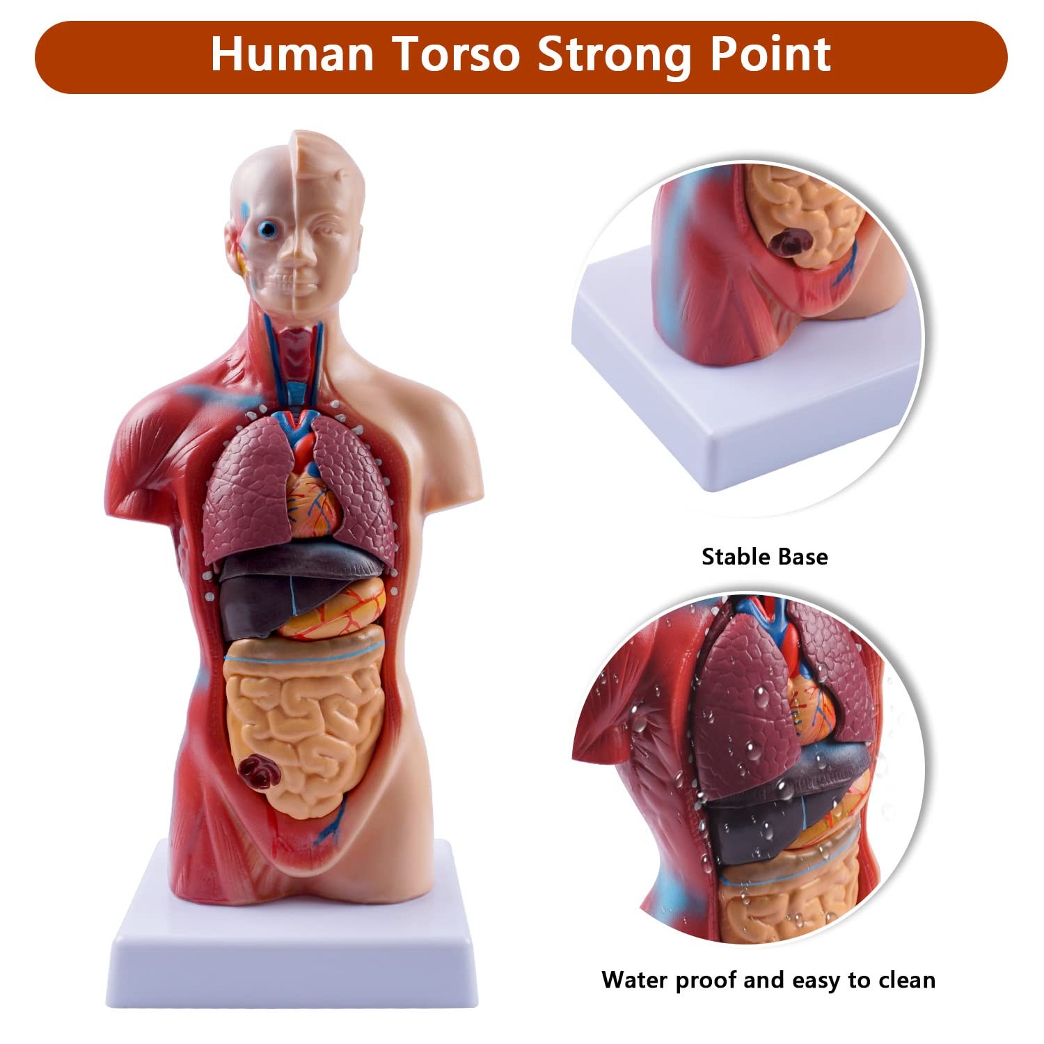 10.5inch Medical Torso Human Body Model Anatomy Doll 15 Removable Parts Educa…