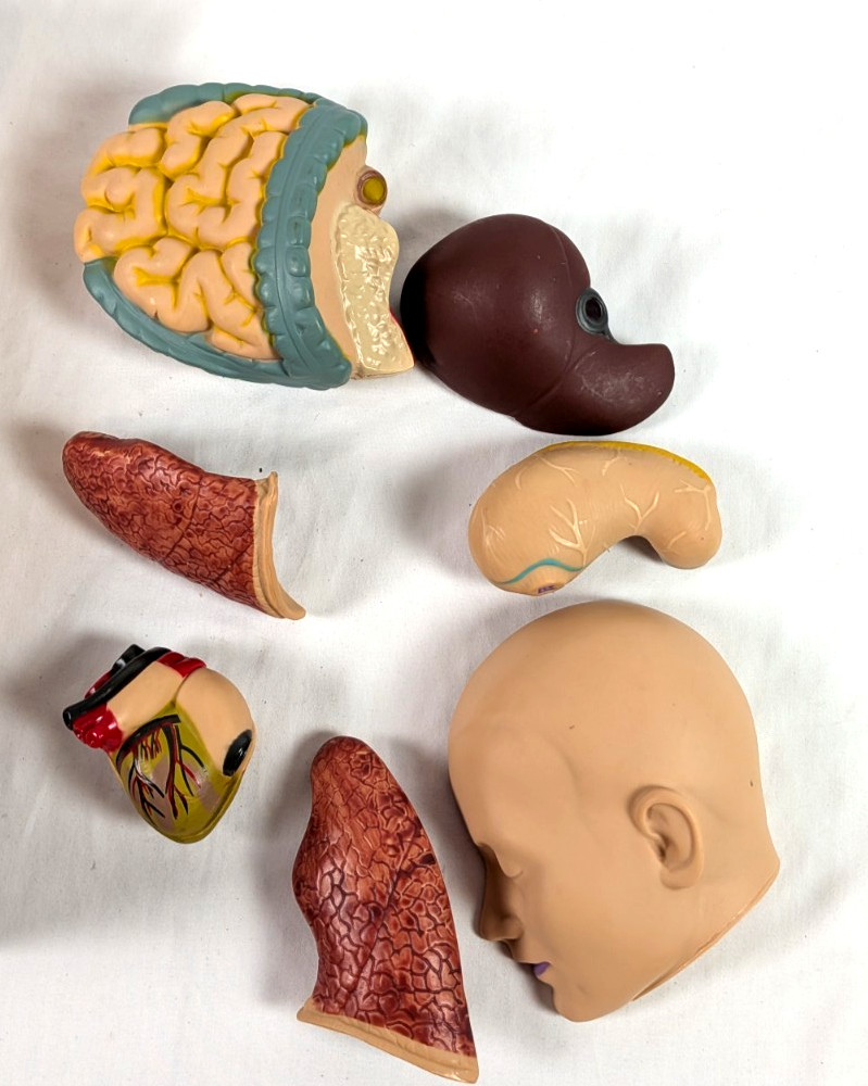 Human Torso 20” Model Medical Human Anatomy Body Educational Science Edu Toys