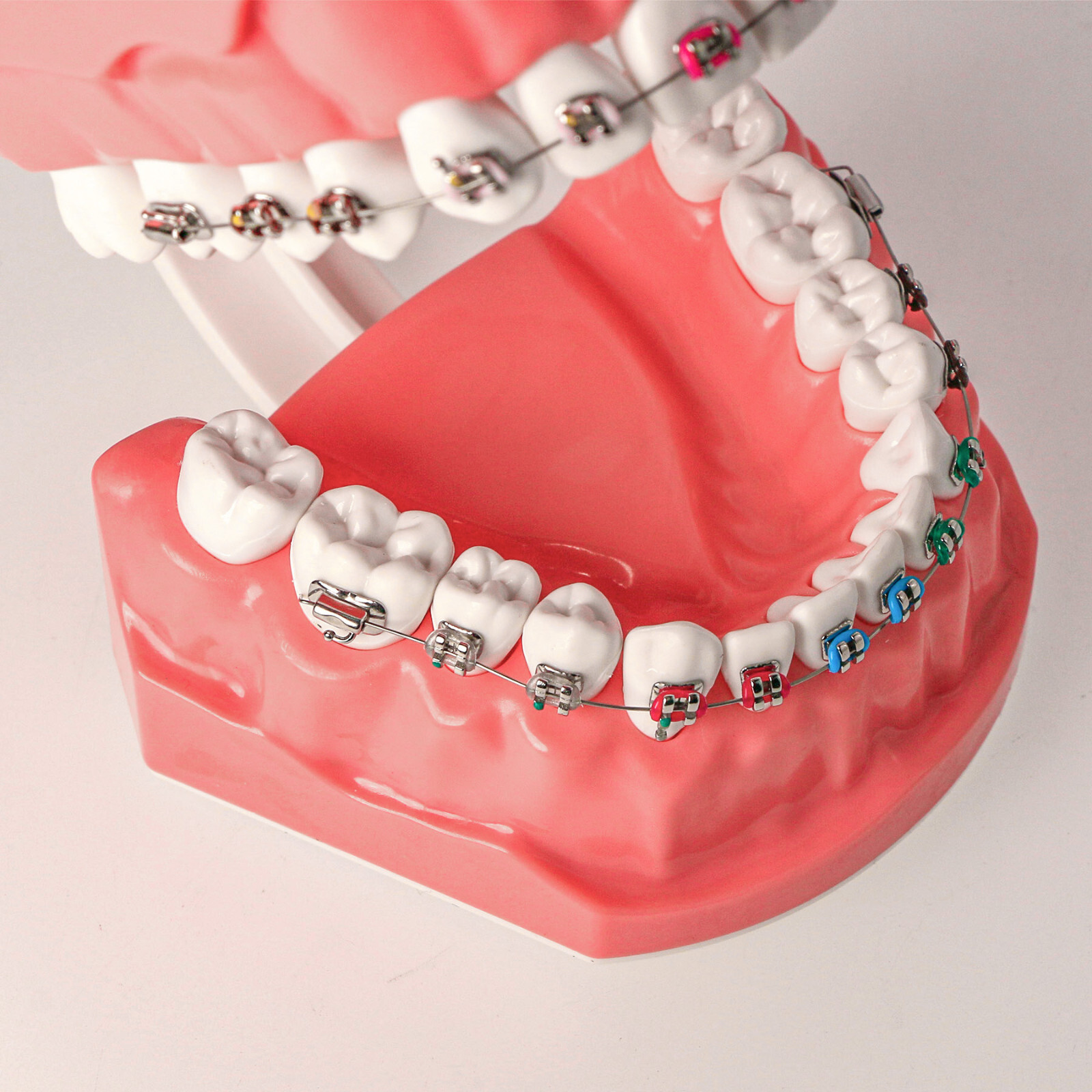 US Dental 1:1 TypodontTeeth Model Orthodontic with Metal Brackets Brace M7010-2