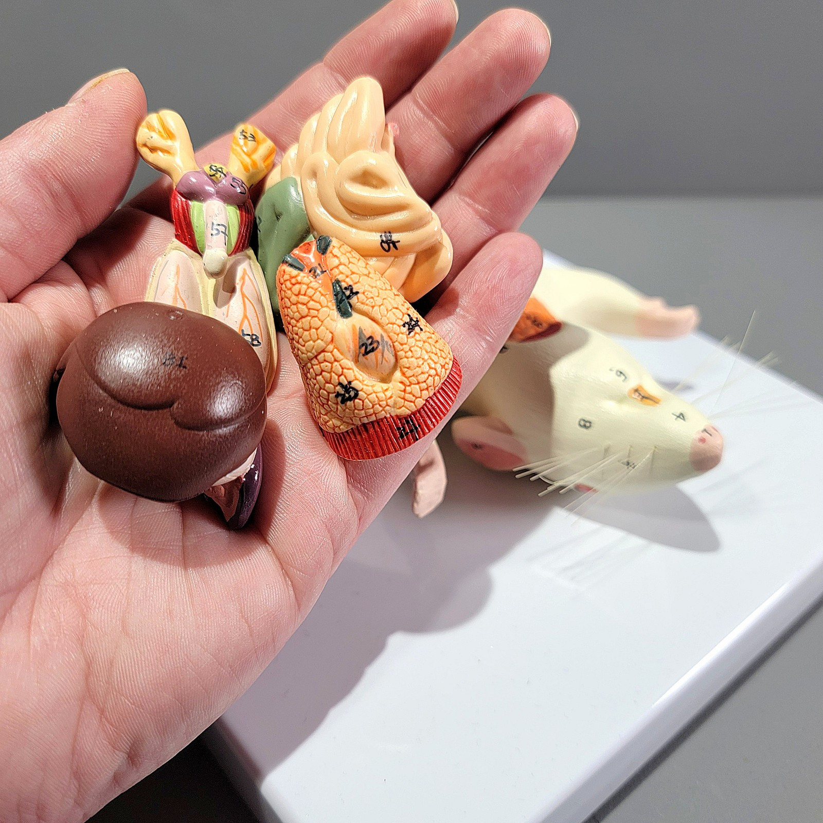 Dissected Rat Anatomical Model, Rat Autopsy Medical Display
