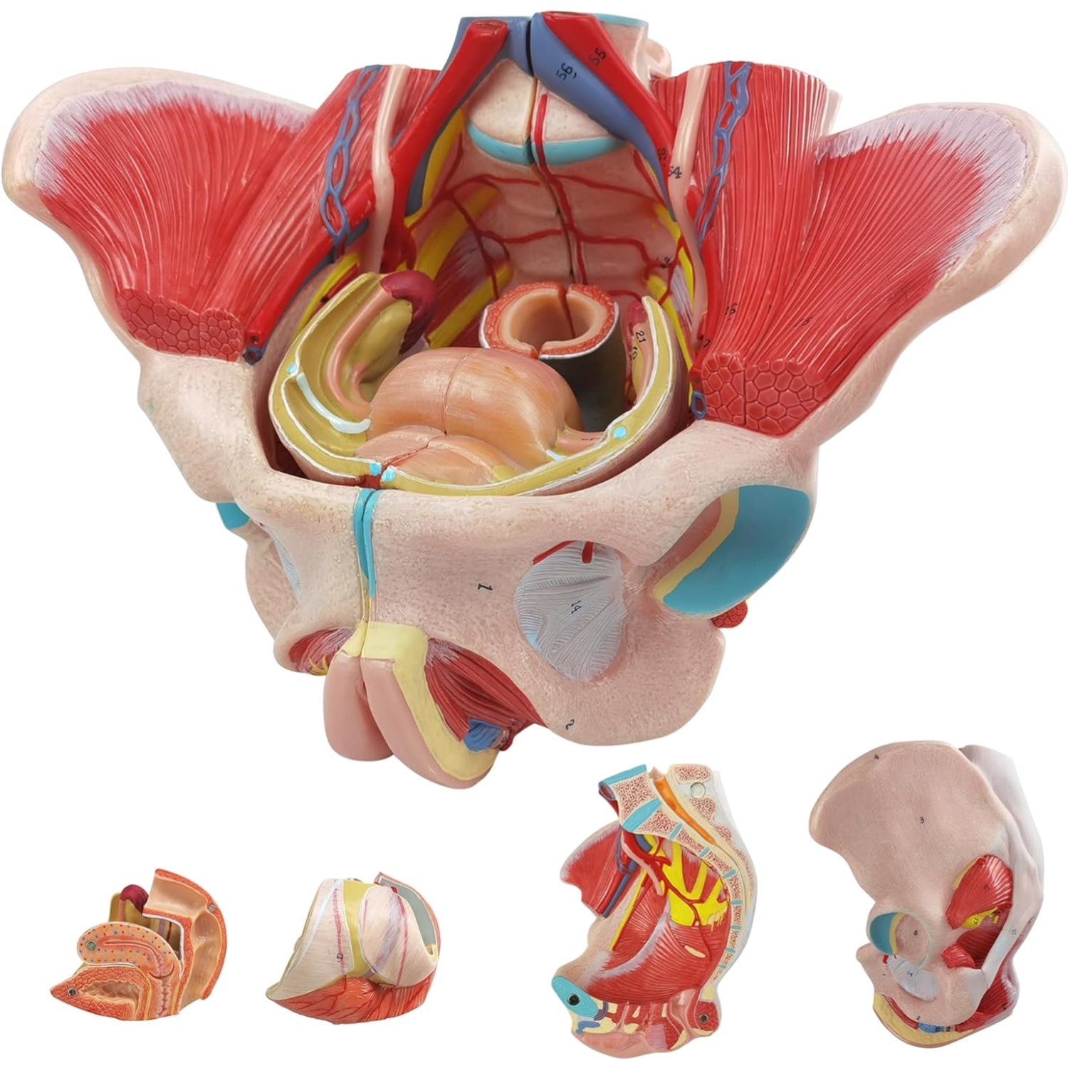 Life Size 4 Parts Human Female Pelvis Model with Pelvic Floor Muscles, Vessel…