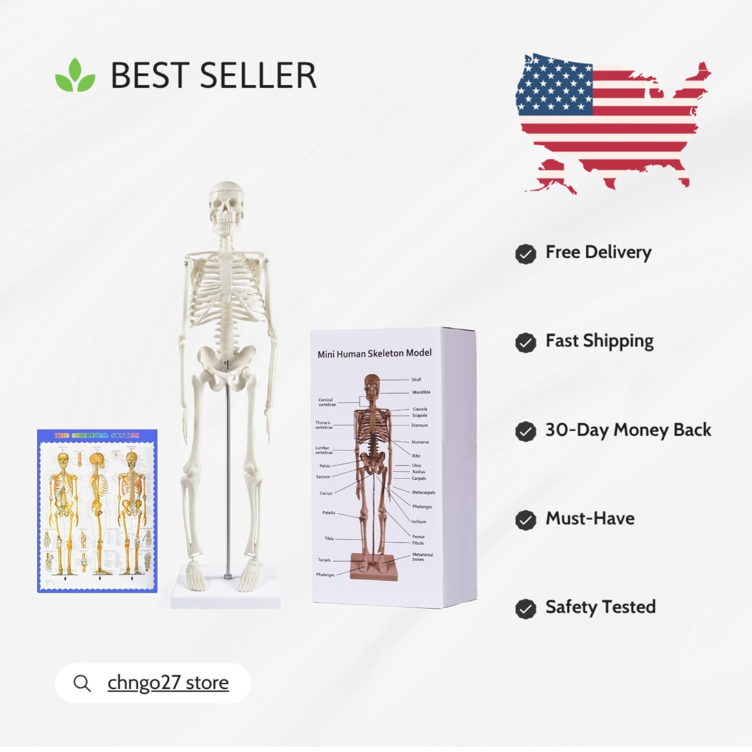 Realistic 17.7” Mini Human Skeleton Model for Medical Education and Display