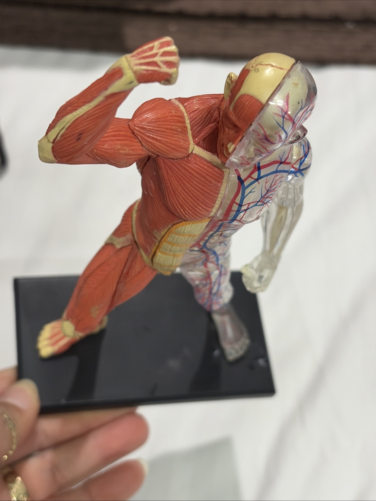 Human Muscles Anatomy Model Transparent Body Medical Model for Study Teaching