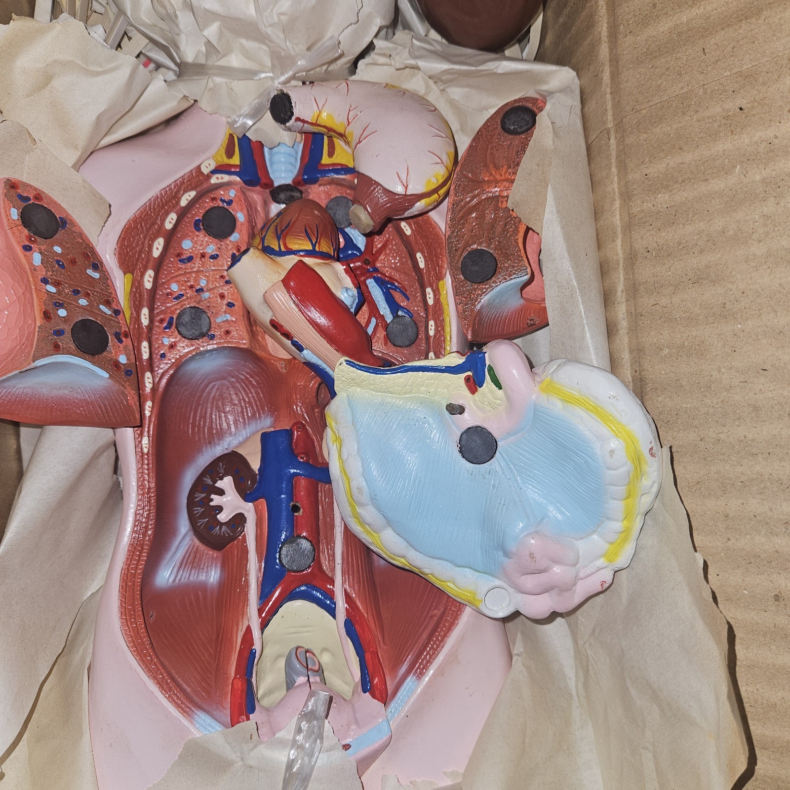 3-D Human MALE Anatomical Model Latge 42cm Doctor’s Office Teaching Anatomy Doll