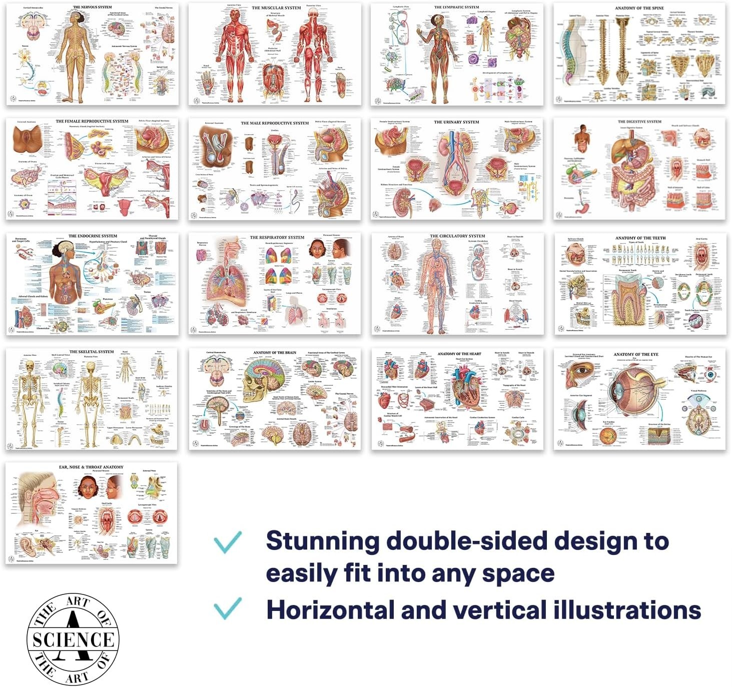 17 Human Anatomy Posters for Classroom & Office – 18×30 Medical Charts