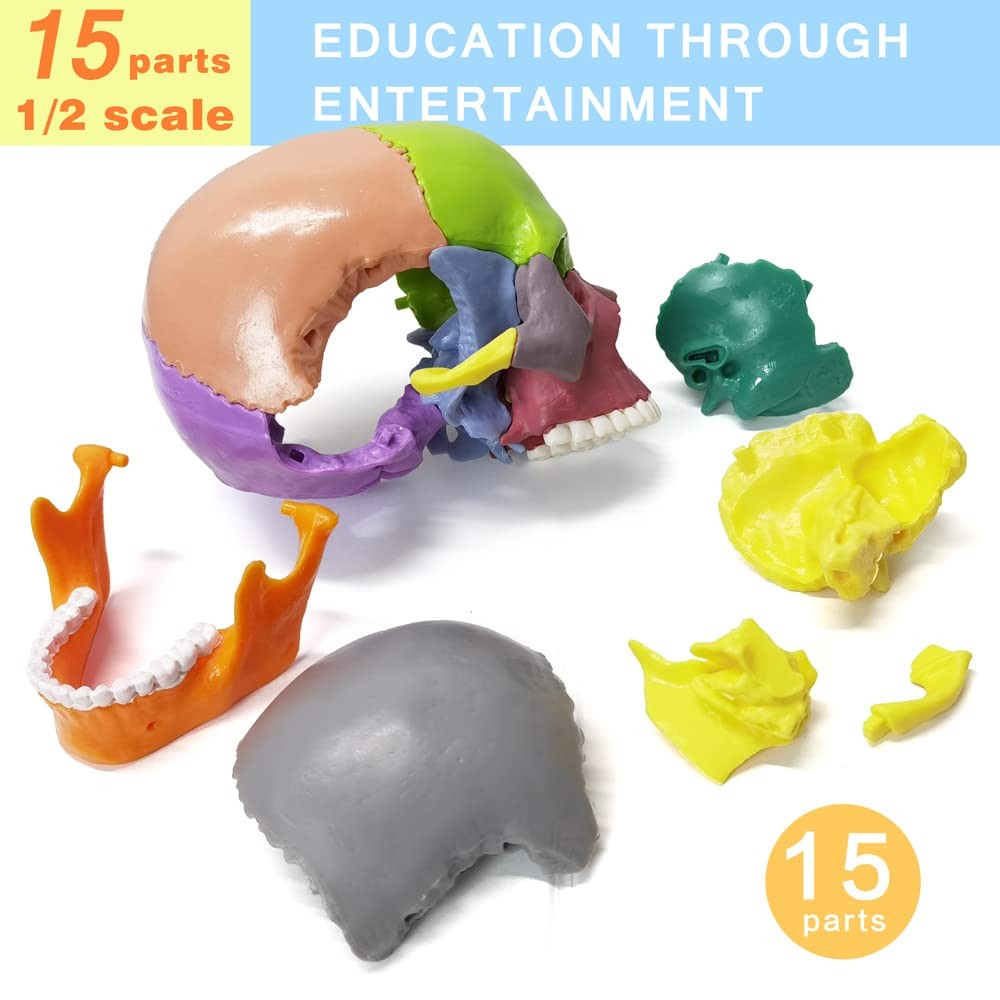 15-Parts Puzzle Anatomy Skull Model,Colorful Medical Brain Model,Human Anatom…