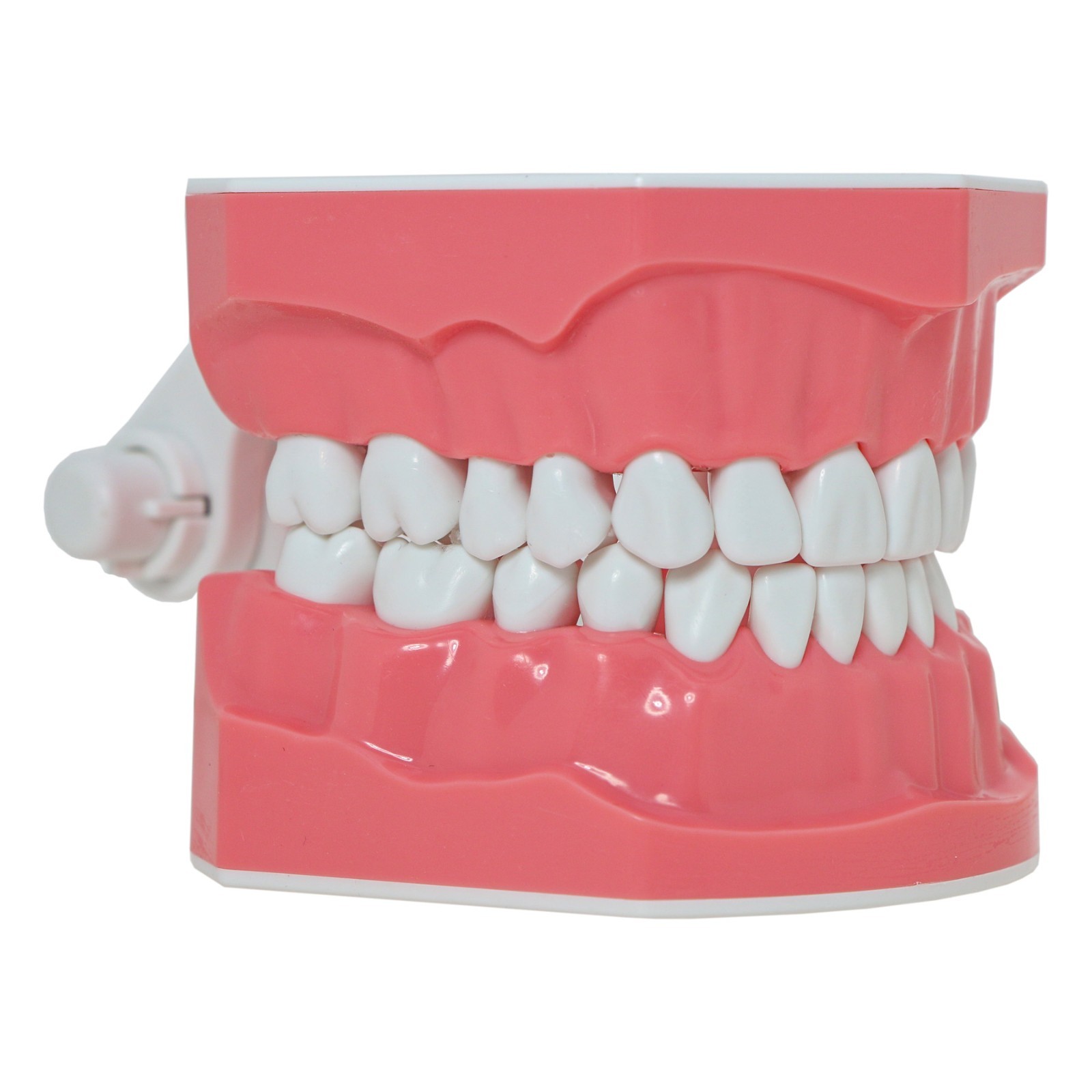 Dental Teeth Model Standard 1:1Brushing Flossing Practice Teaching Model M7010-1
