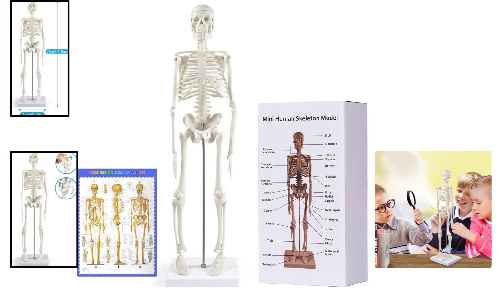 Portable 17 Inch Anatomical Skeleton Model with Movable Joints for Learning