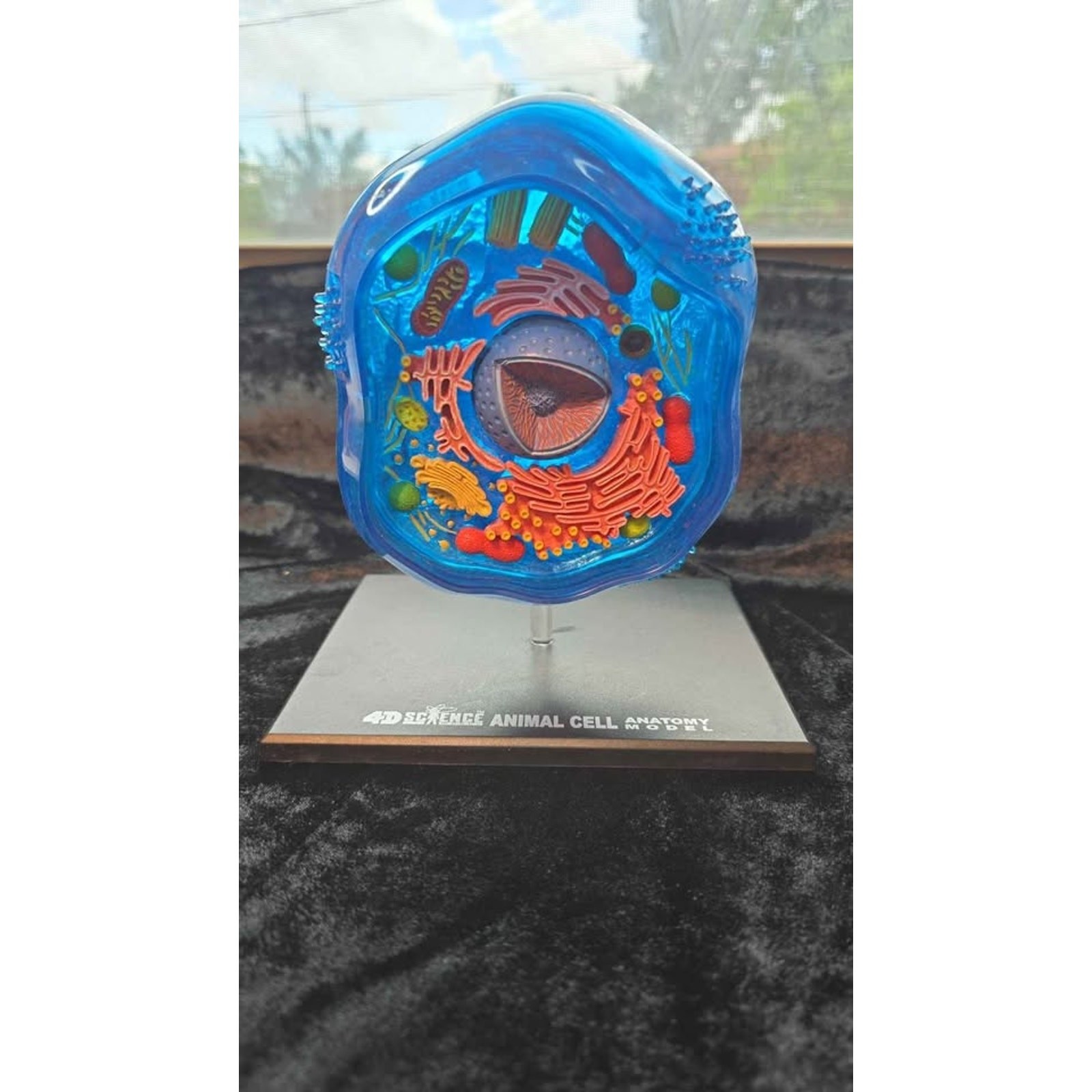 4D Science Animal Cell Anatomy Model – Blue Educational Display (No Box) – OBO