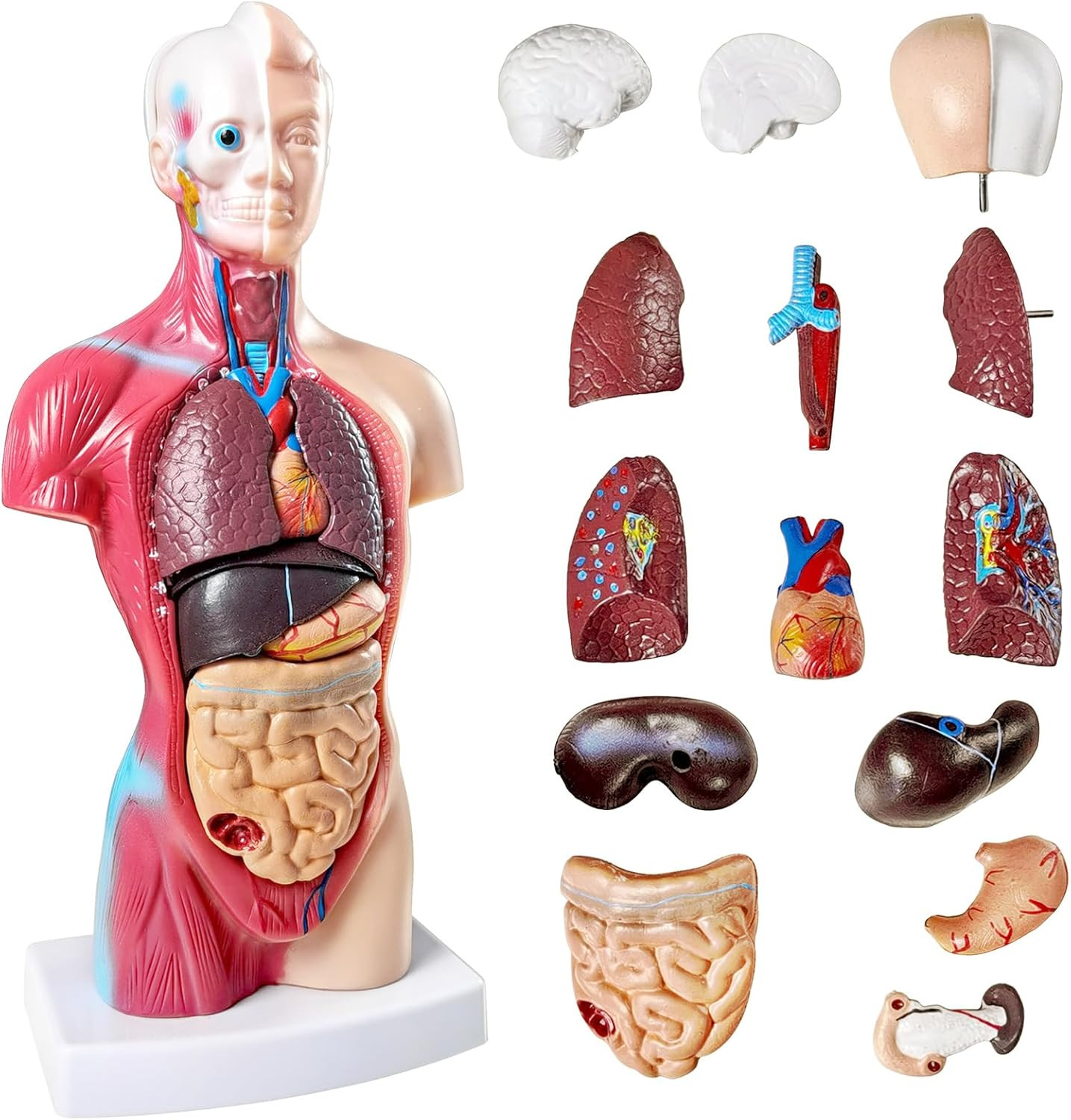 NEW HORIZON Human Anatomy Torso Model 10.5 Inch Anatomical Assembly Model of Hum