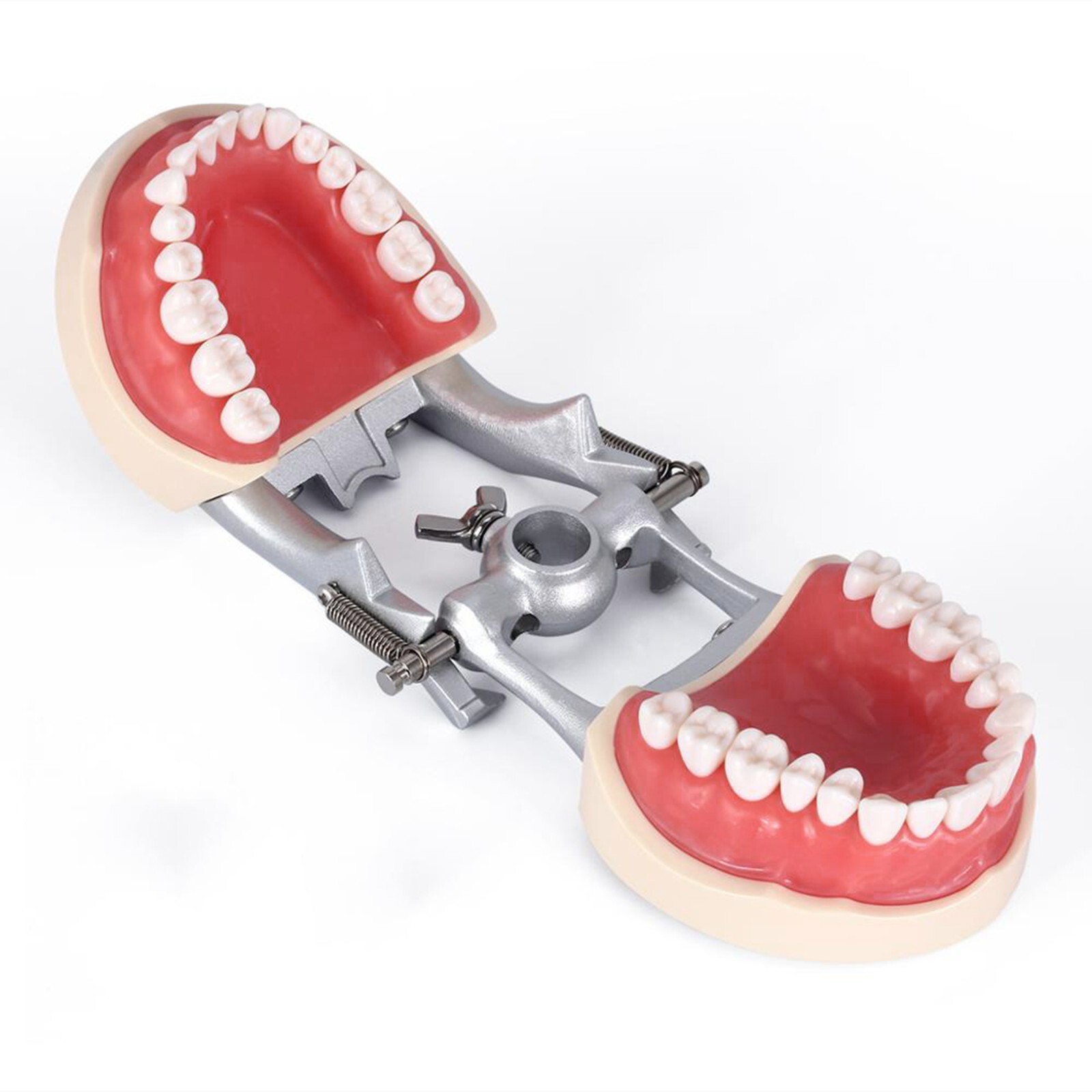 Fit Kilgore NISSIN 200Type Model Dental Typodont Model With 32Pcs Screw-in Teeth