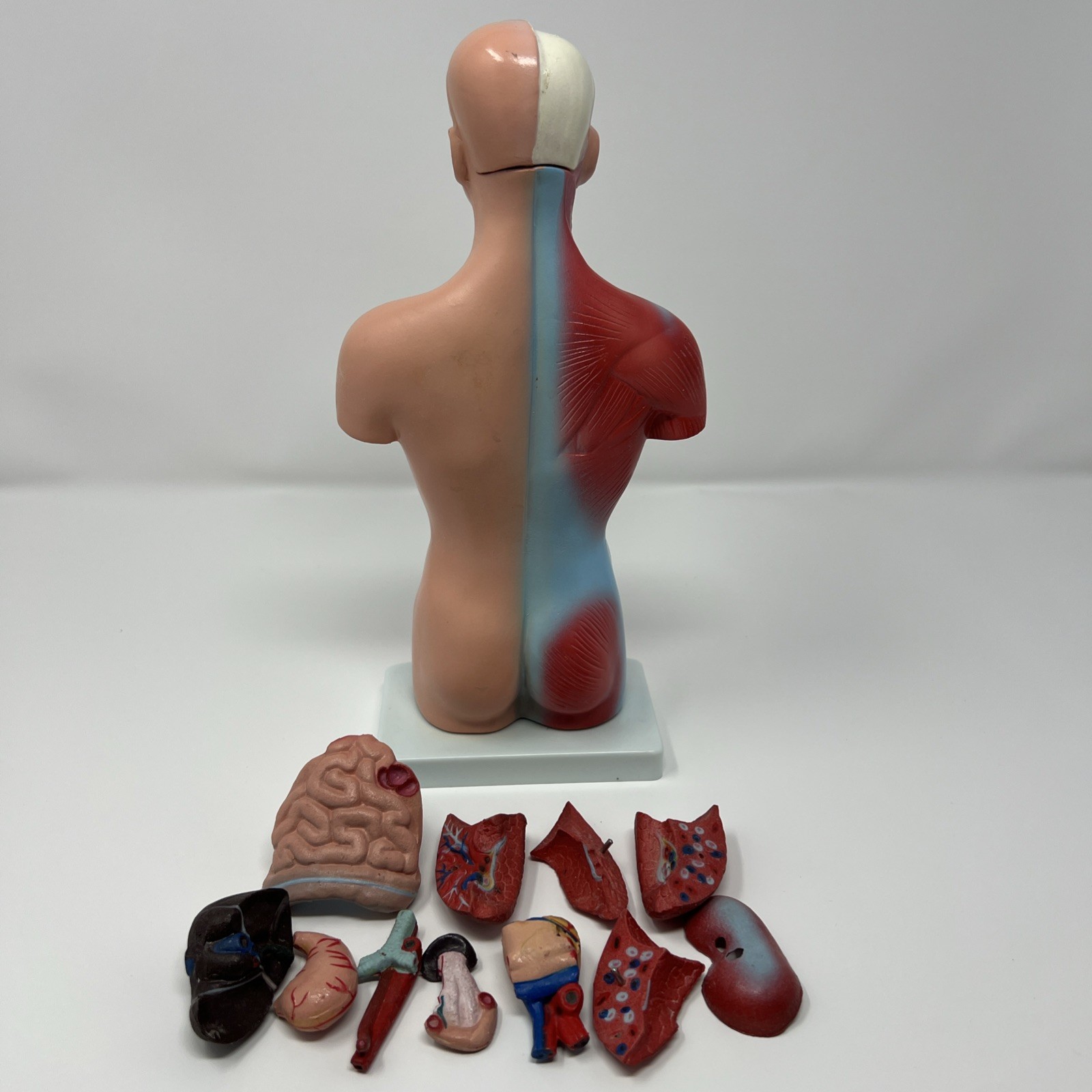 Human Body Medical Anatomy Model Classroom Nirvana In Utero Rubber Plastic Organ