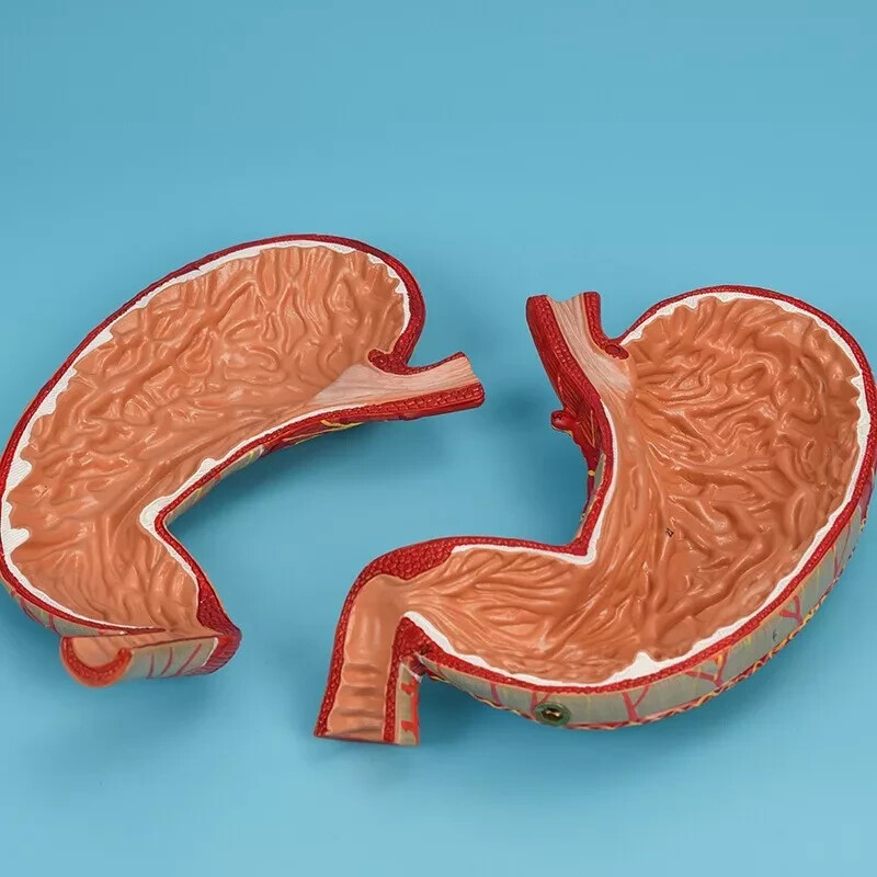 1.5x Size Human Digestive System Model Medical Science Stomach Anatomy
