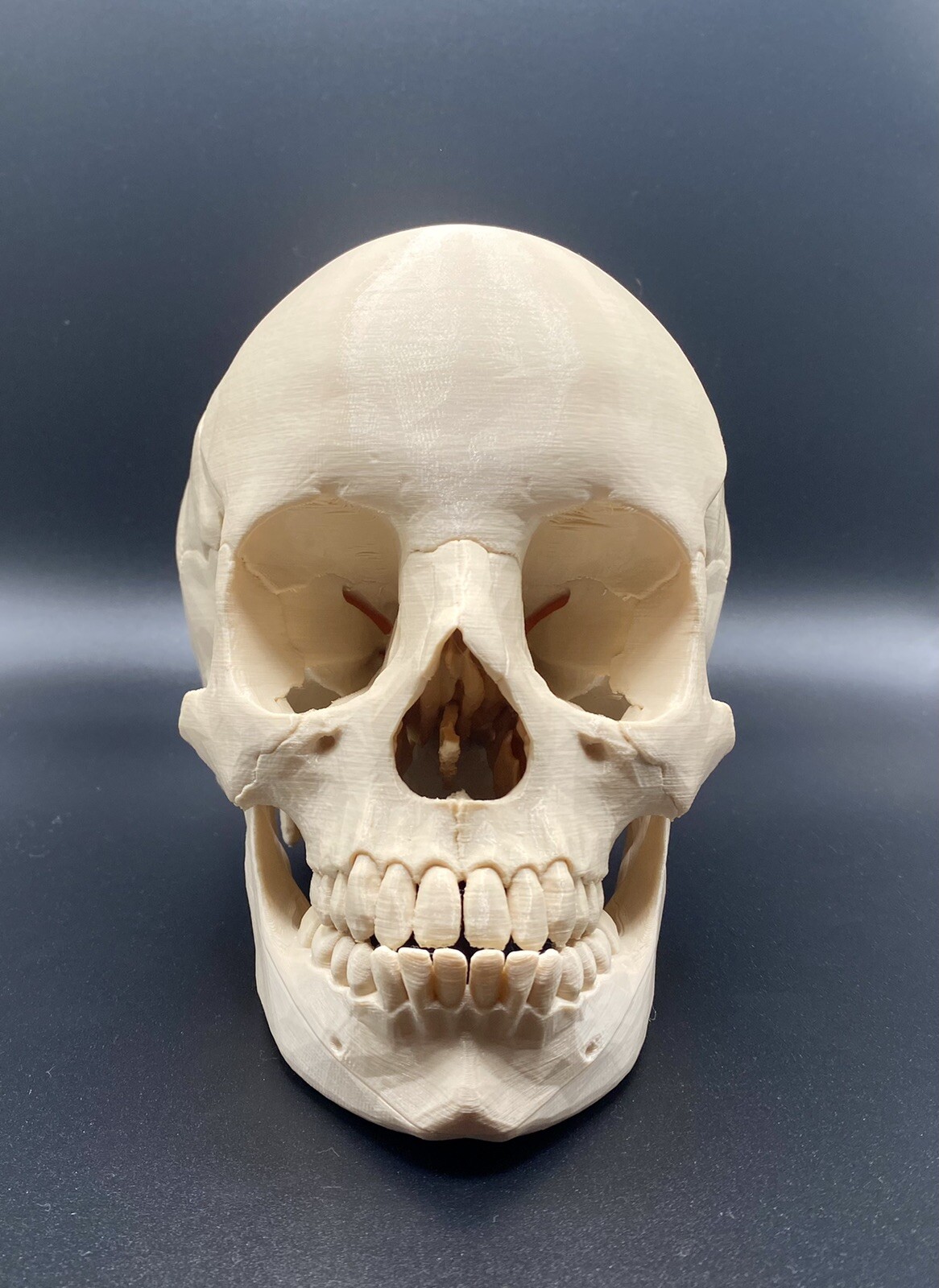 Lifesize Realistic Human Skull Replica 3D Print Model Anatomical Halloween Decor