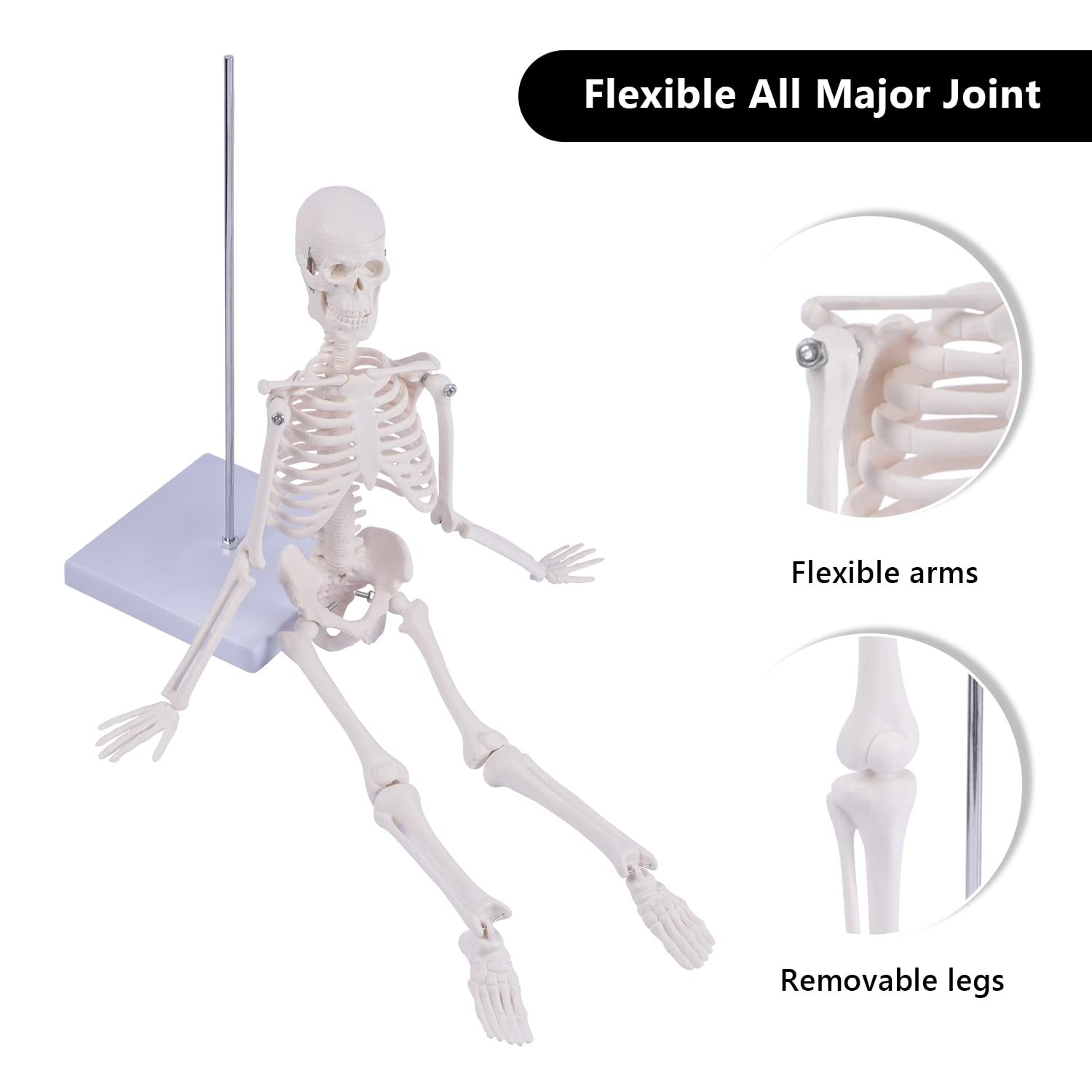 NLShan Human Skeleton Model for Anatomy: 17.7 Inches skeleton model
