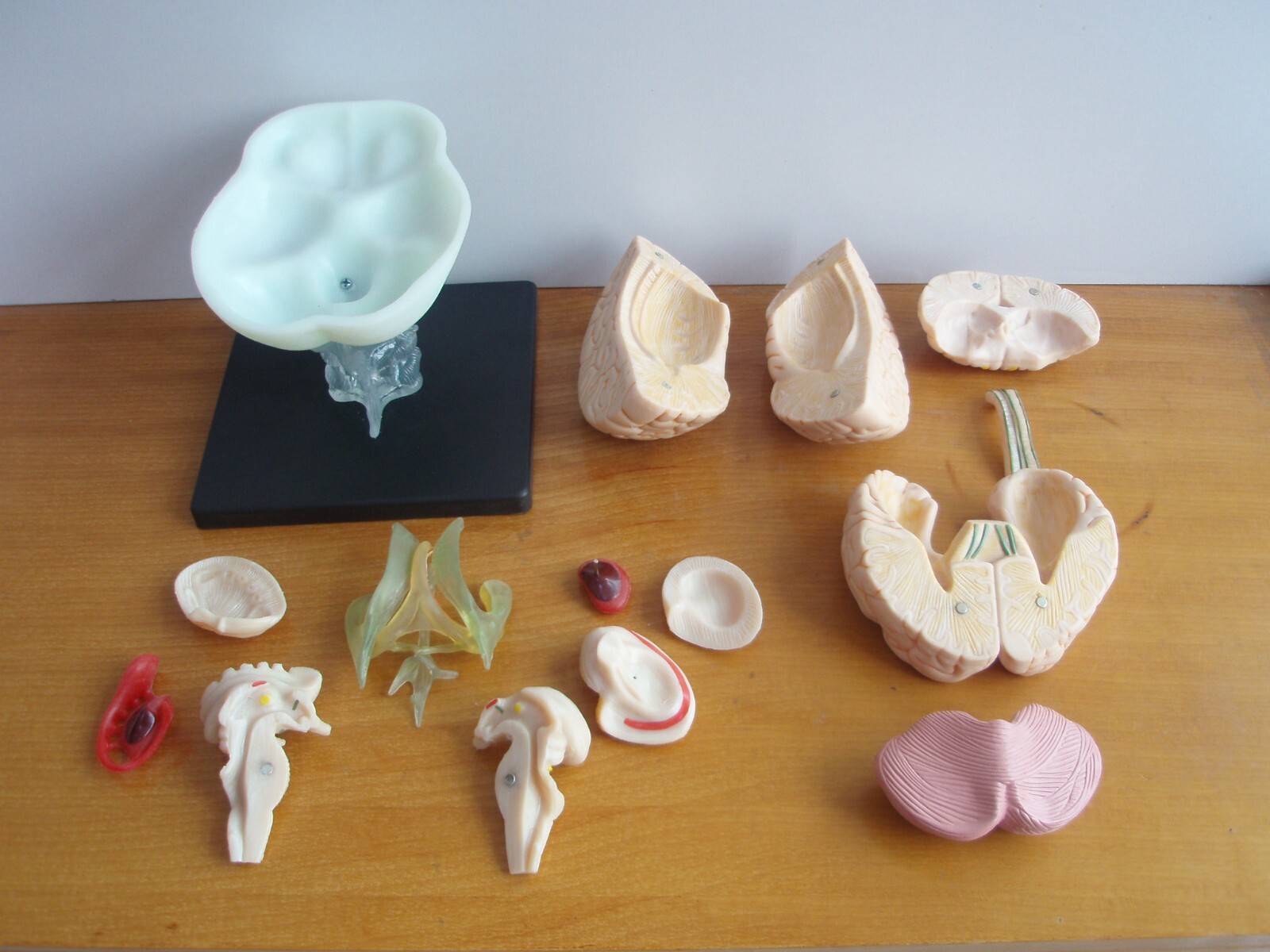 1:1 Size Human 15 Parts Brain Model Medical Anatomy With 58 Digital Indication